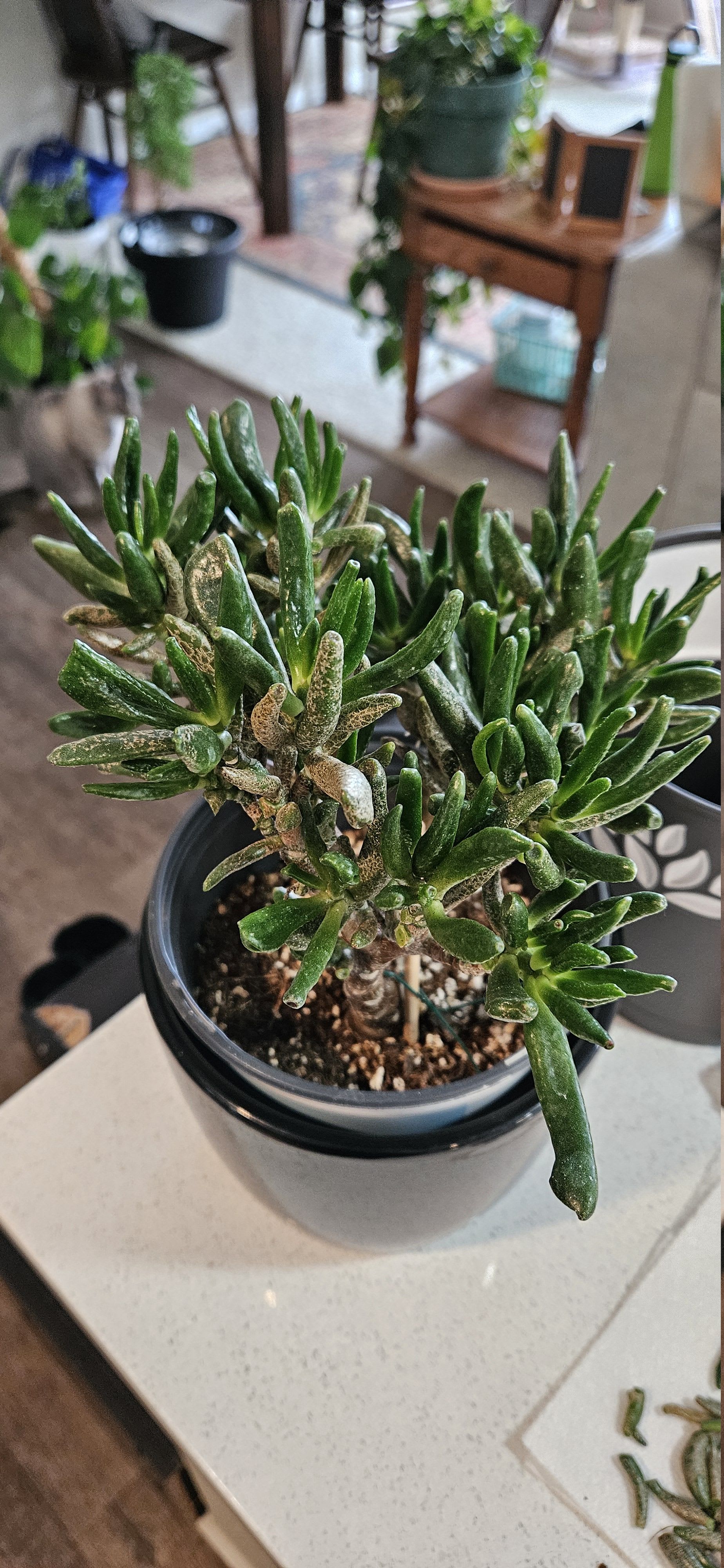 Related image of Crassula Ovata