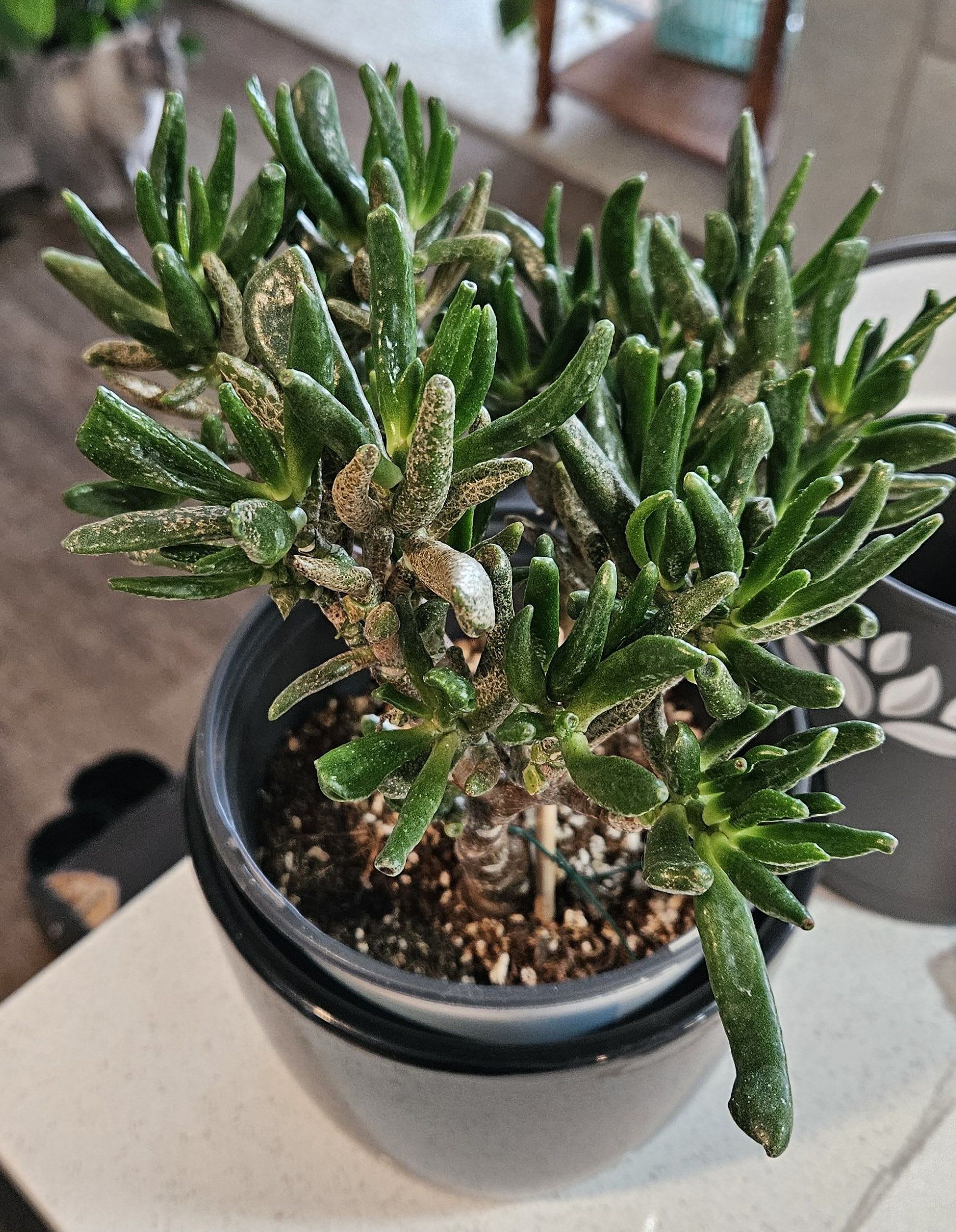 Image of the Crassula Ovata plant