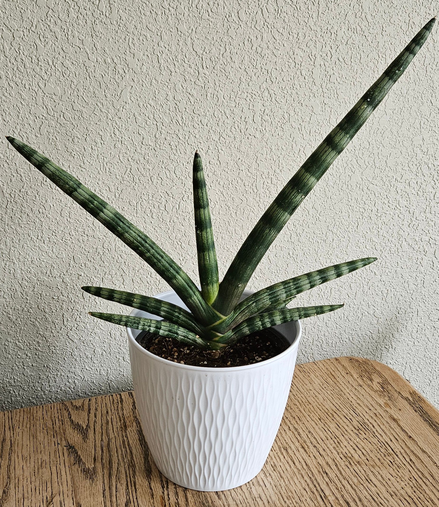 Image of the Dracaena Angolensis plant