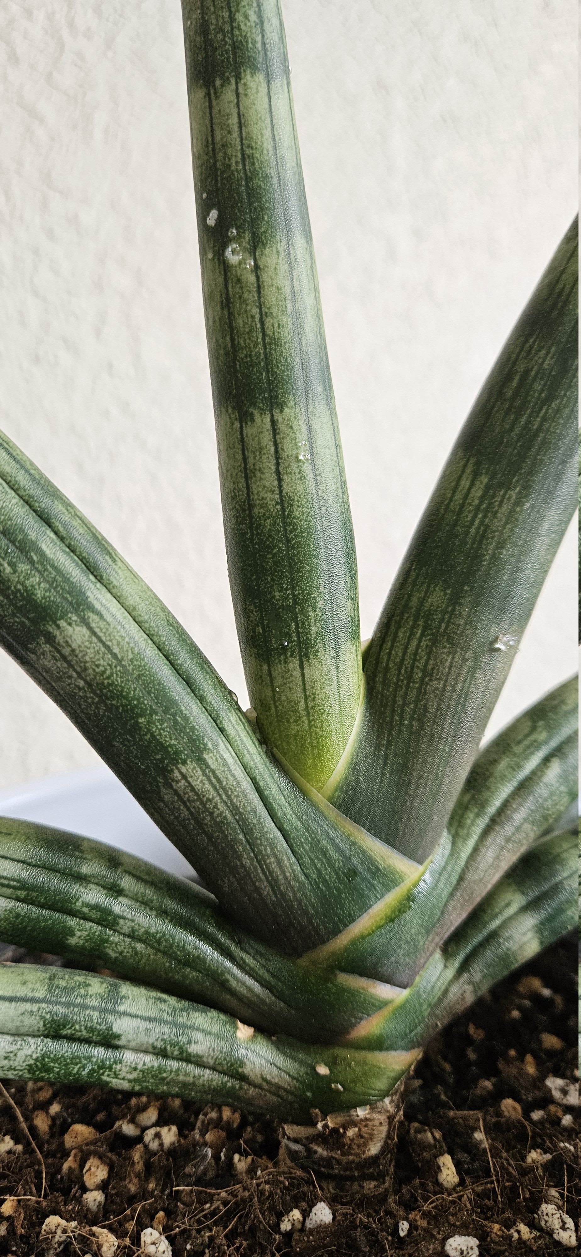 Related image of Dracaena Angolensis