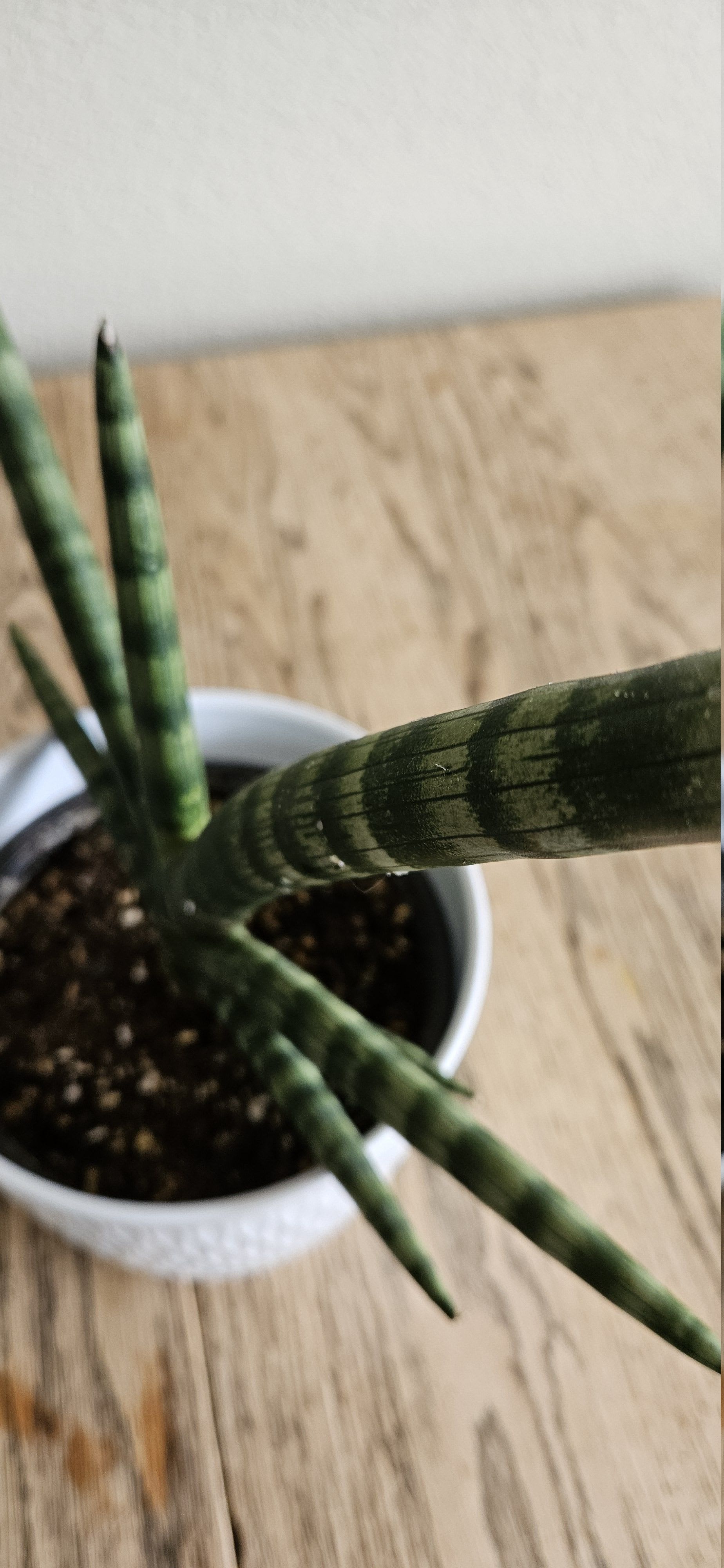 Related image of Dracaena Angolensis