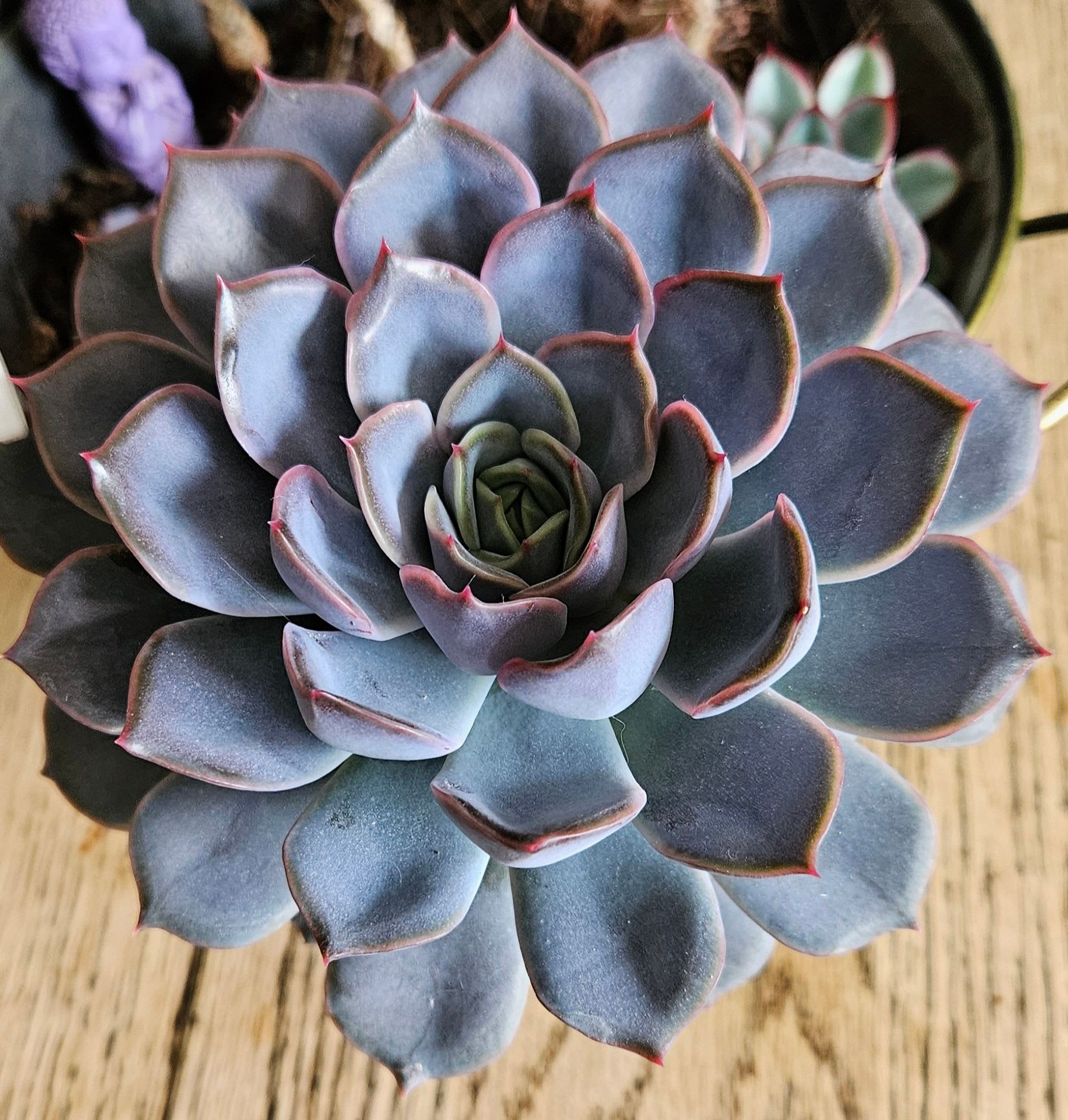 Related image of Graptopetalum Paraguayense