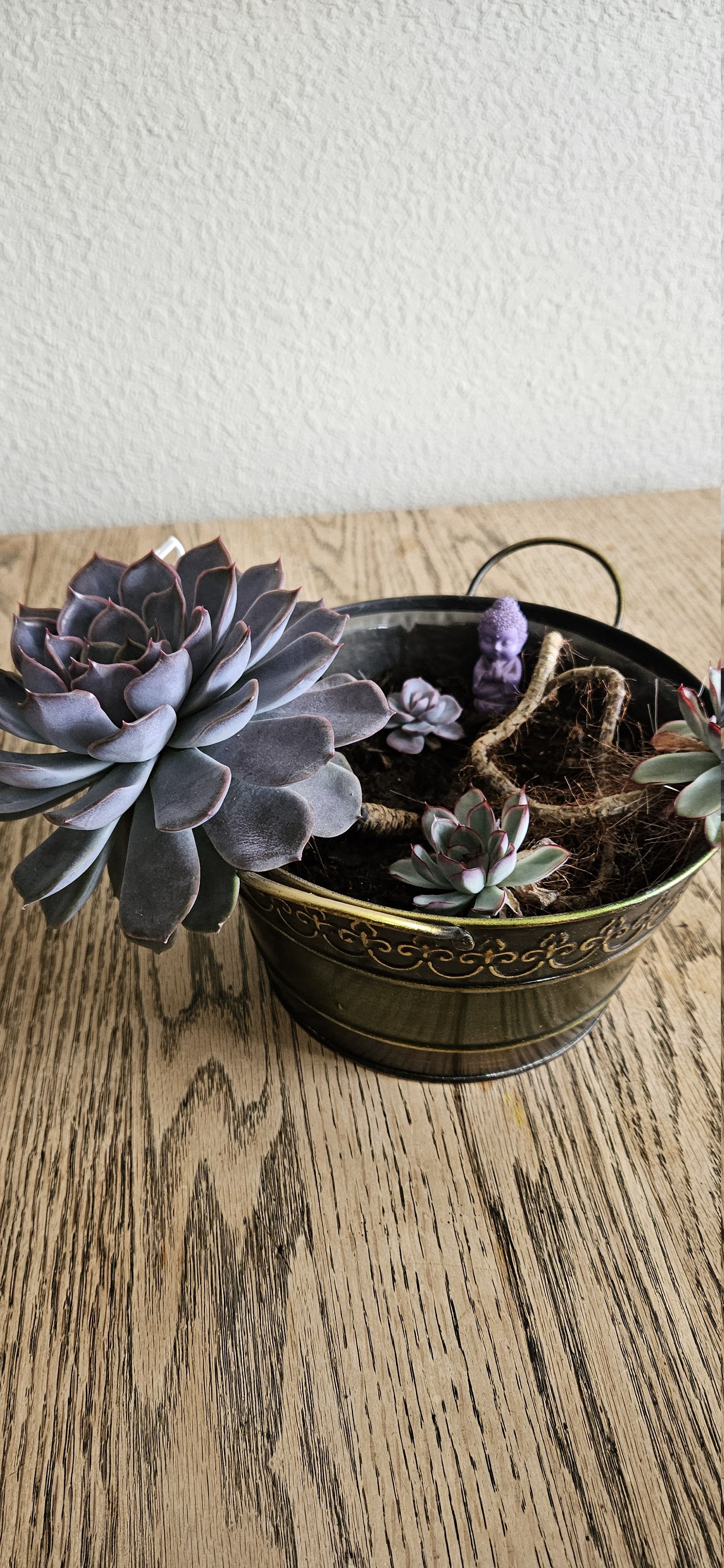 Related image of Graptopetalum Paraguayense