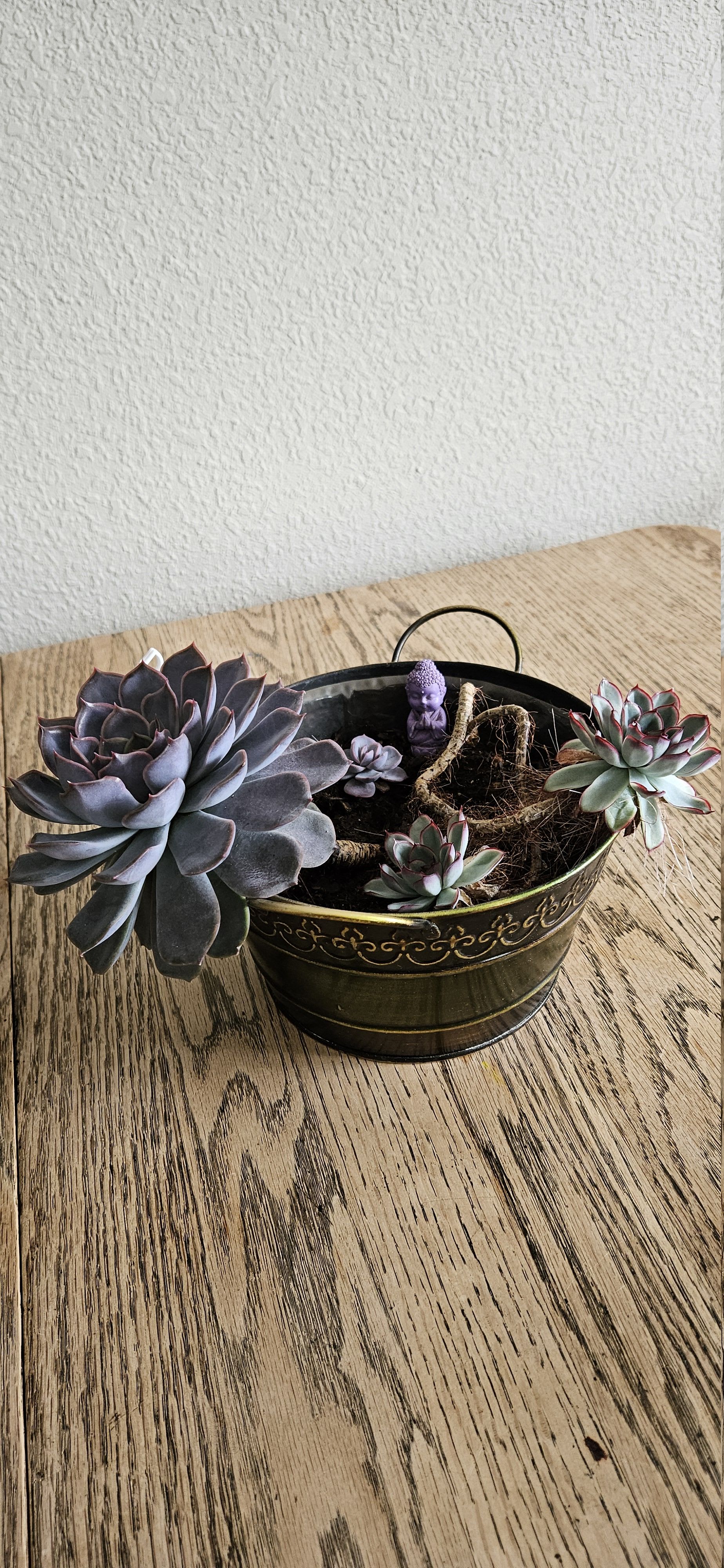 Related image of Graptopetalum Paraguayense