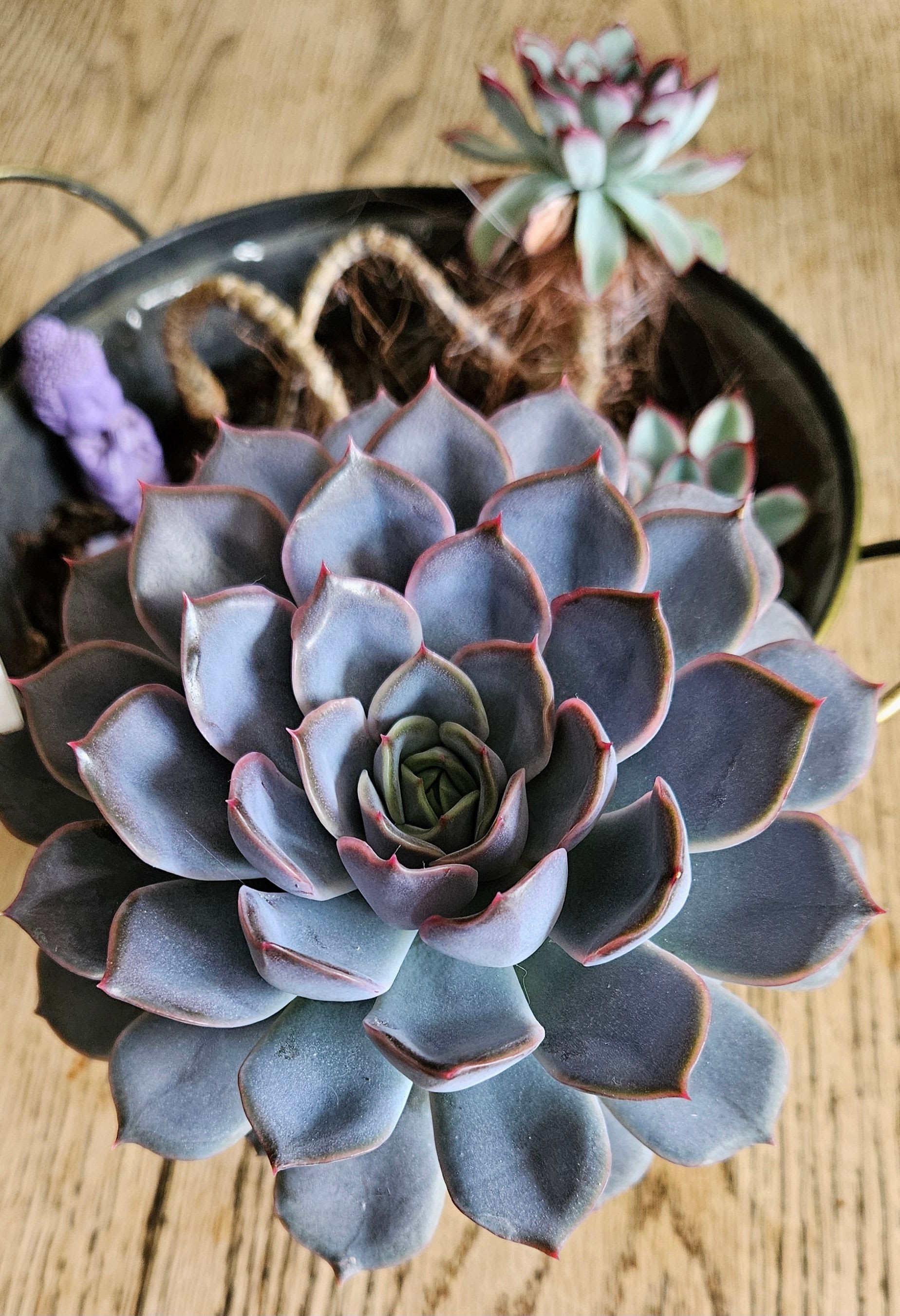Related image of Graptopetalum Paraguayense