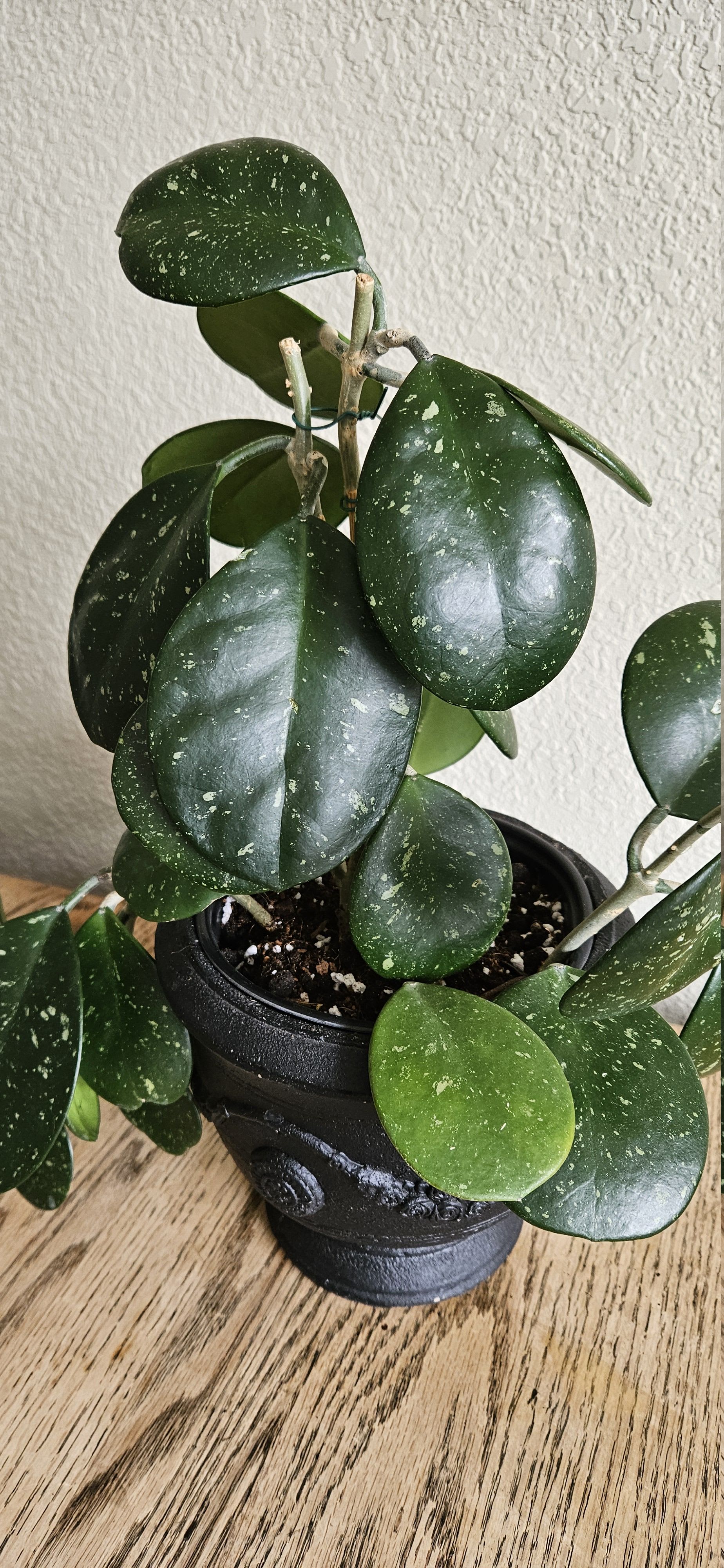 Related image of Hoya Obovata