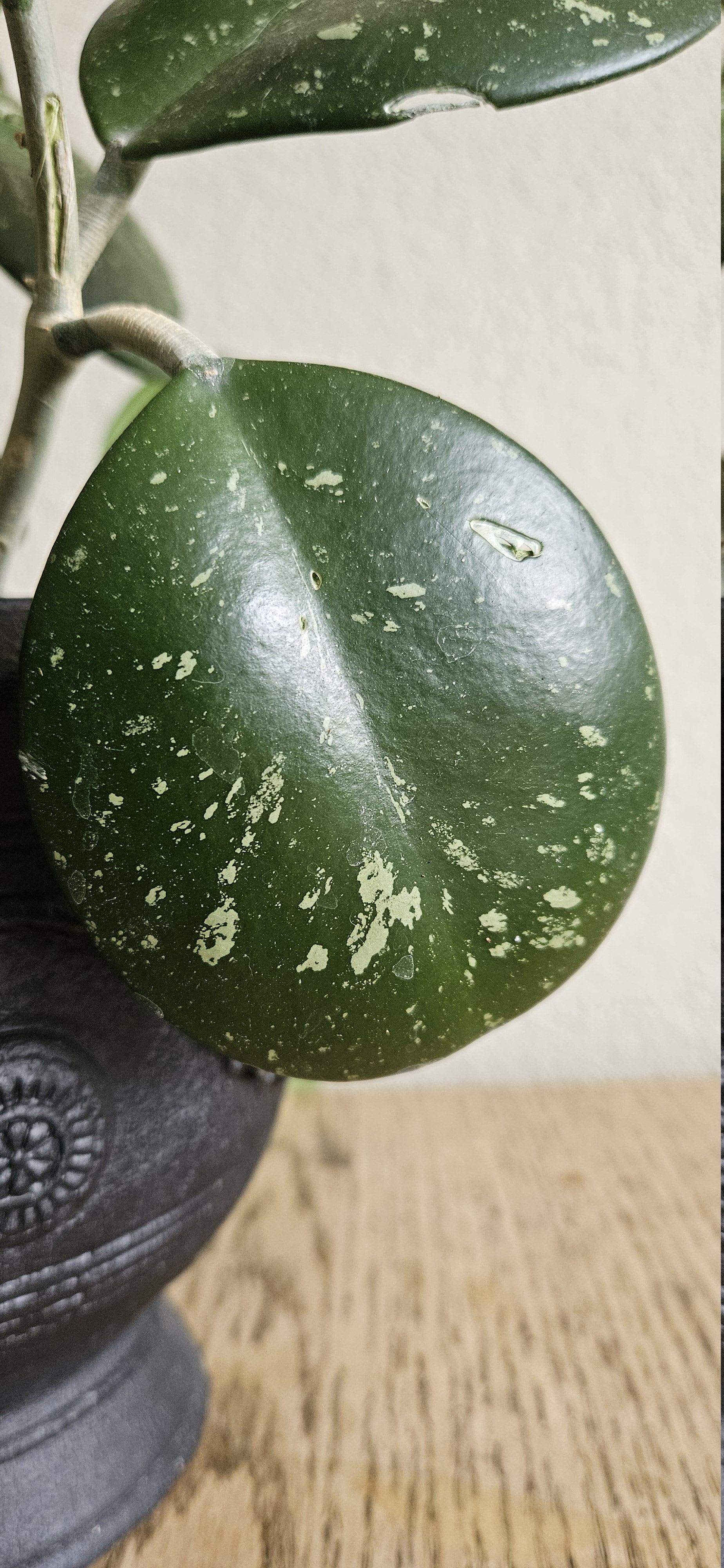 Related image of Hoya Obovata