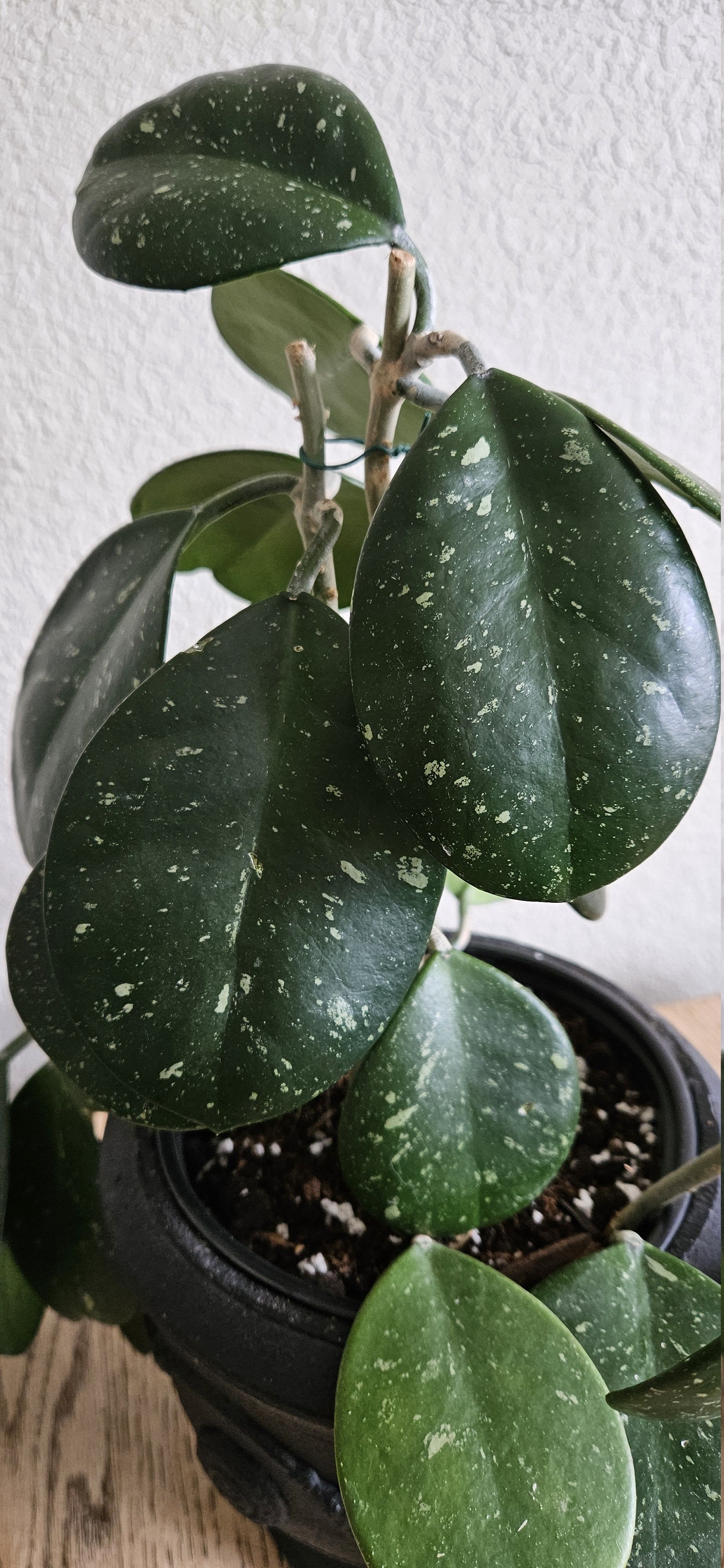 Related image of Hoya Obovata