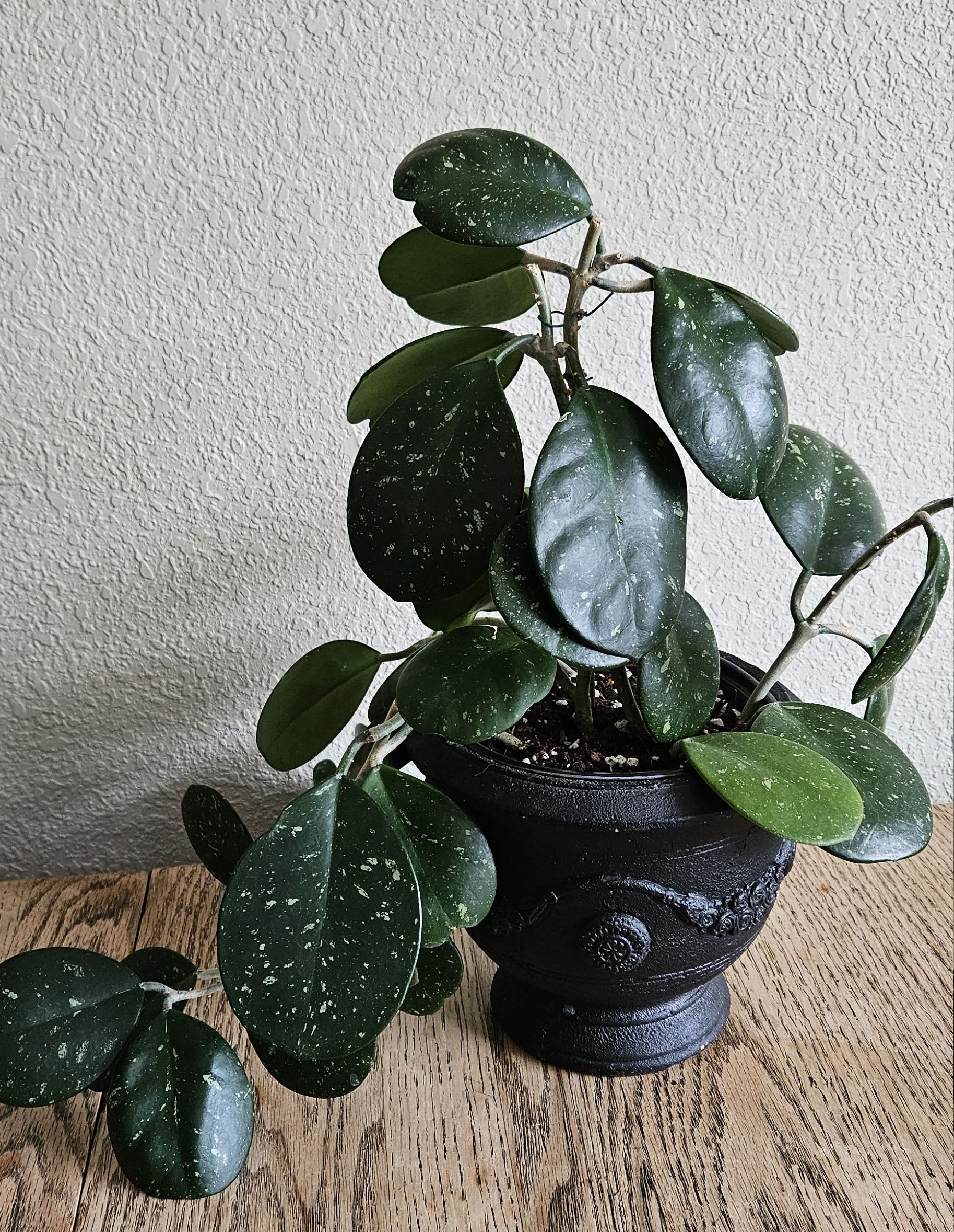Image of the Hoya Obovata plant