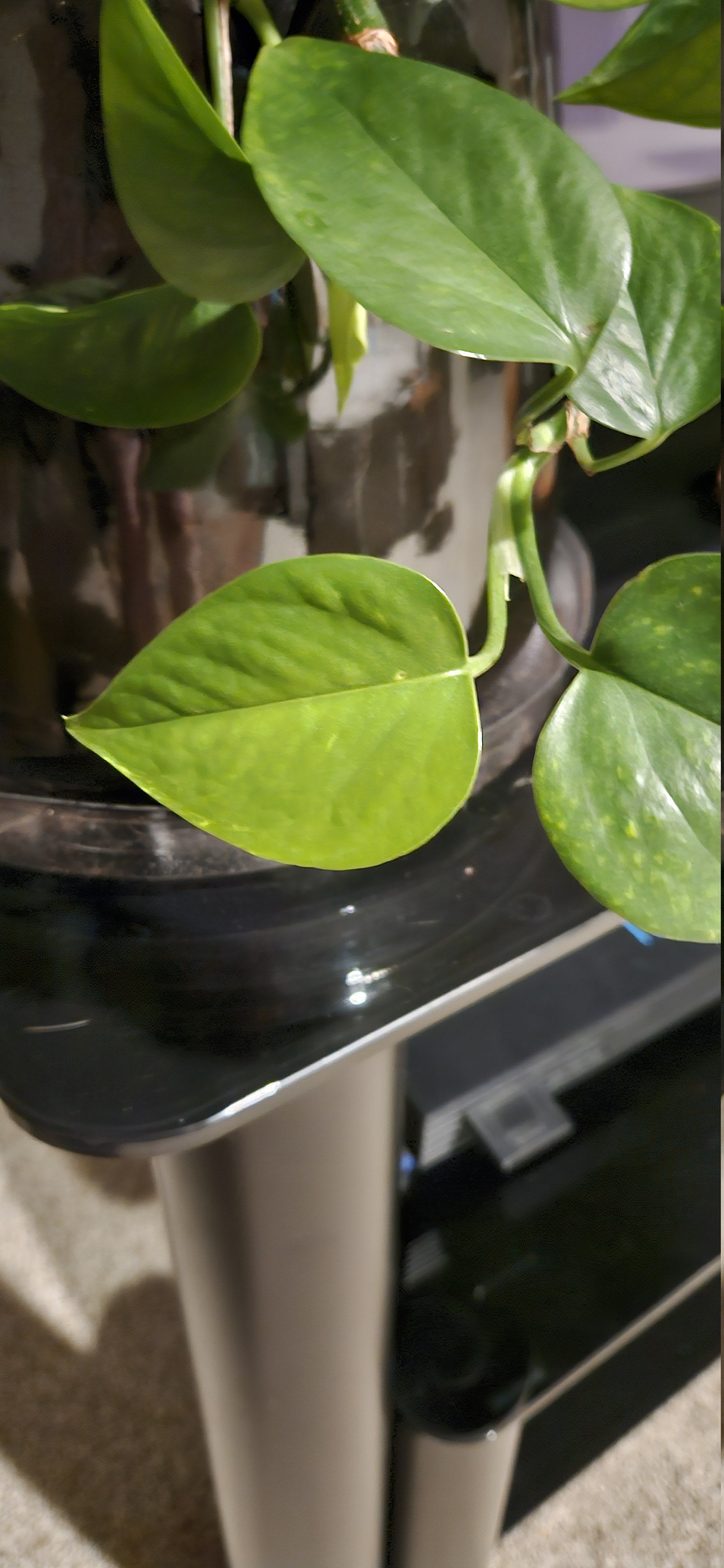 Related image of Epipremnum Aureum