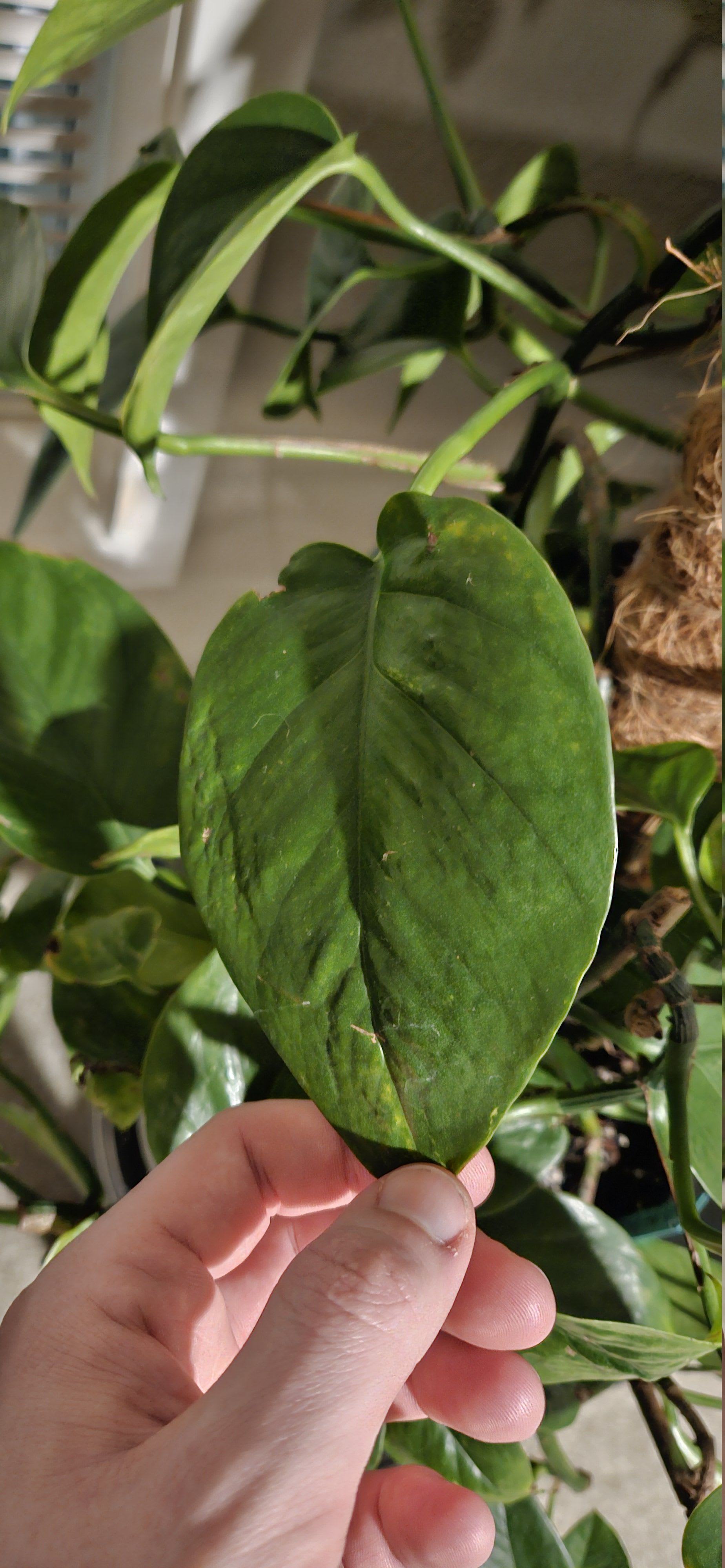 Related image of Epipremnum Aureum