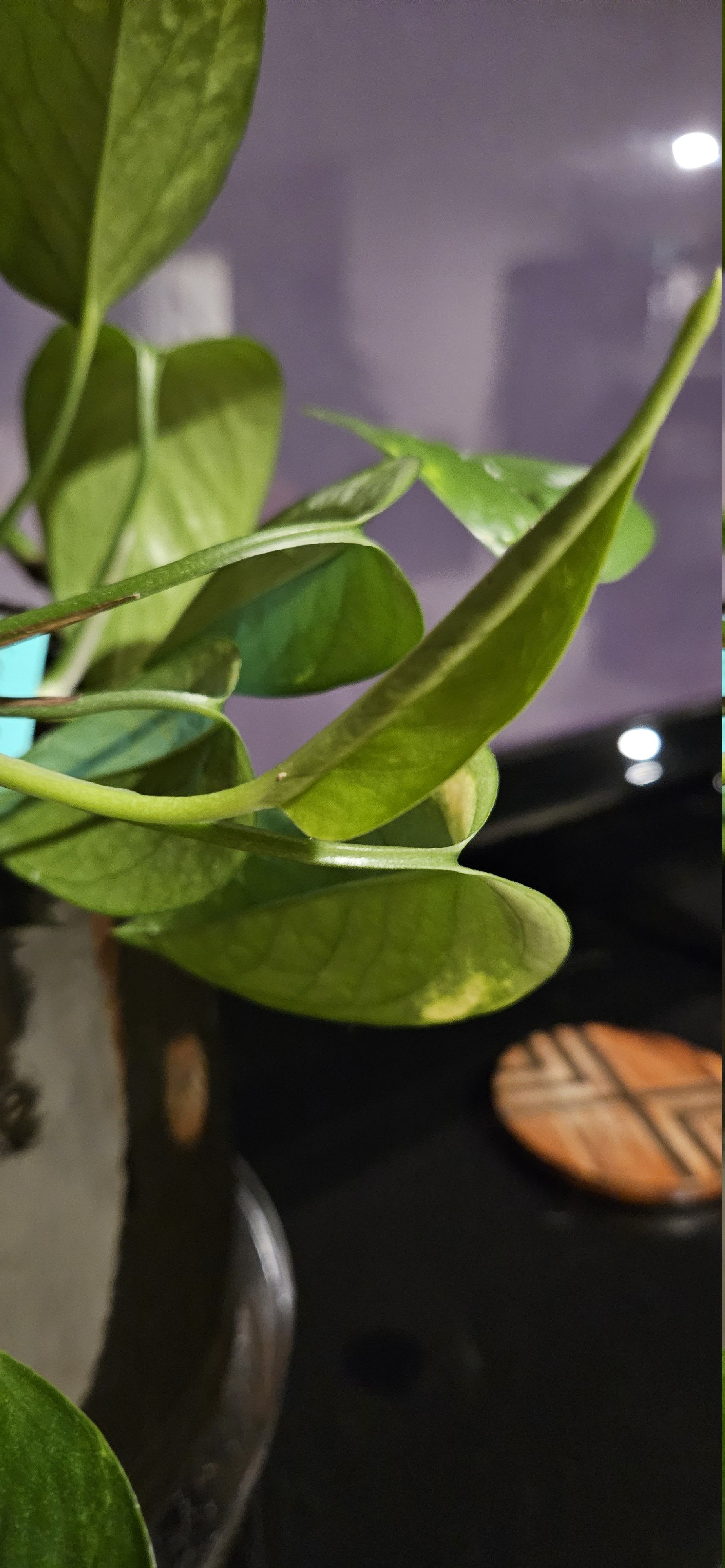 Related image of Epipremnum Aureum