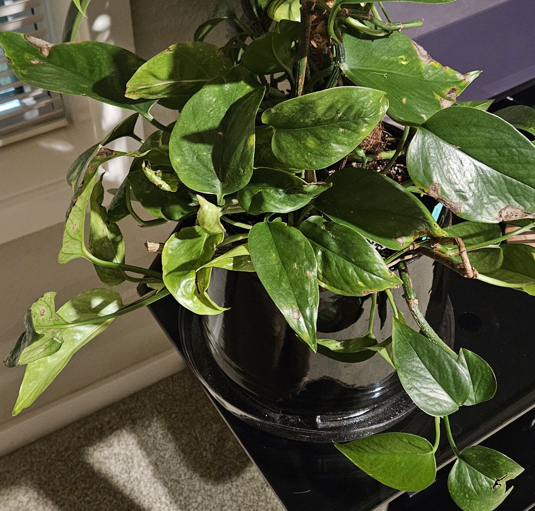 Image of the Epipremnum Aureum plant
