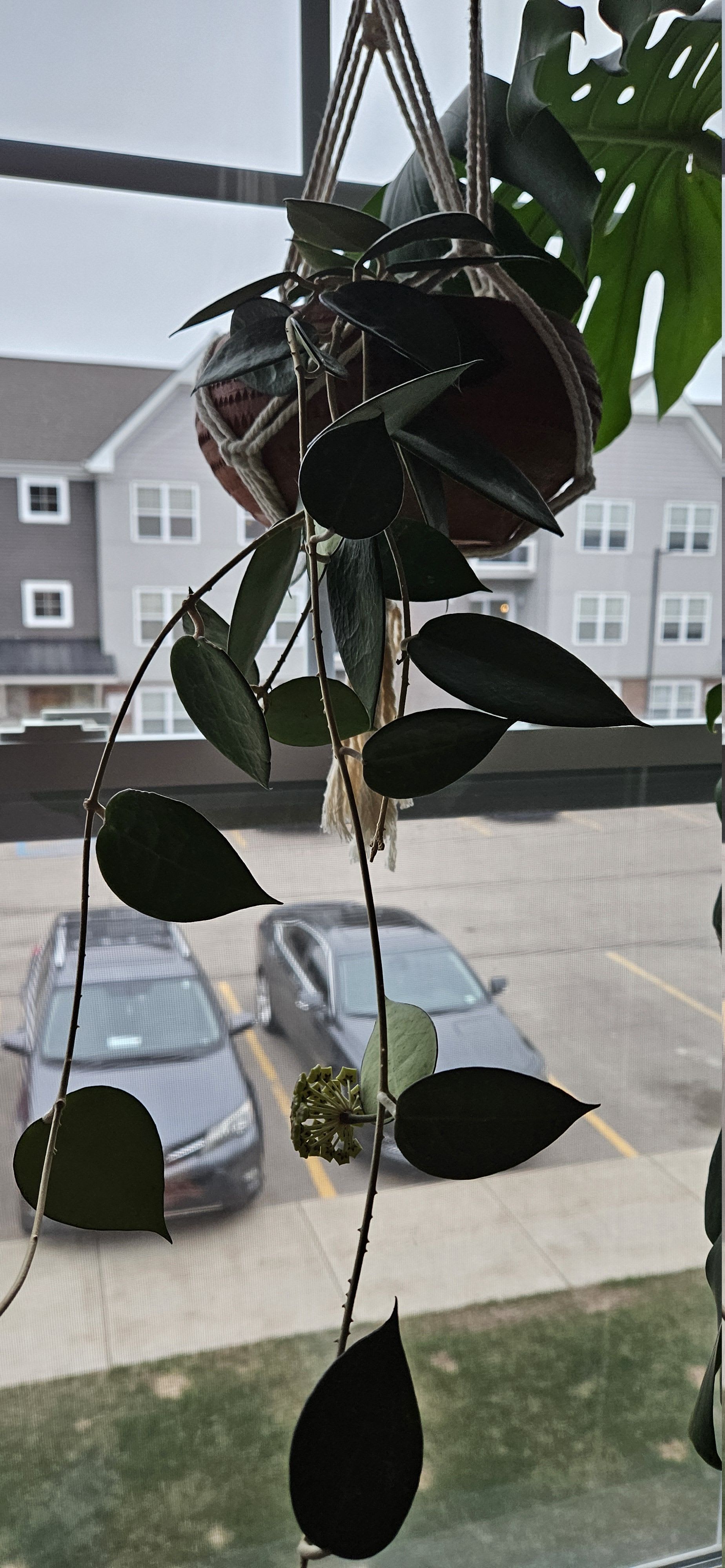 Related image of Hoya Parasitica