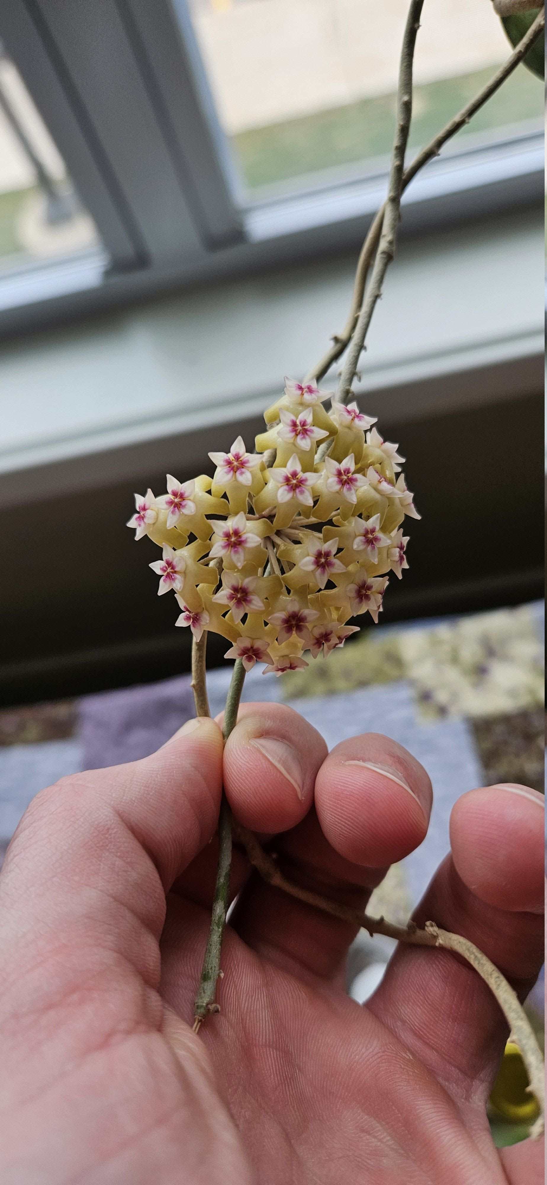 Related image of Hoya Parasitica