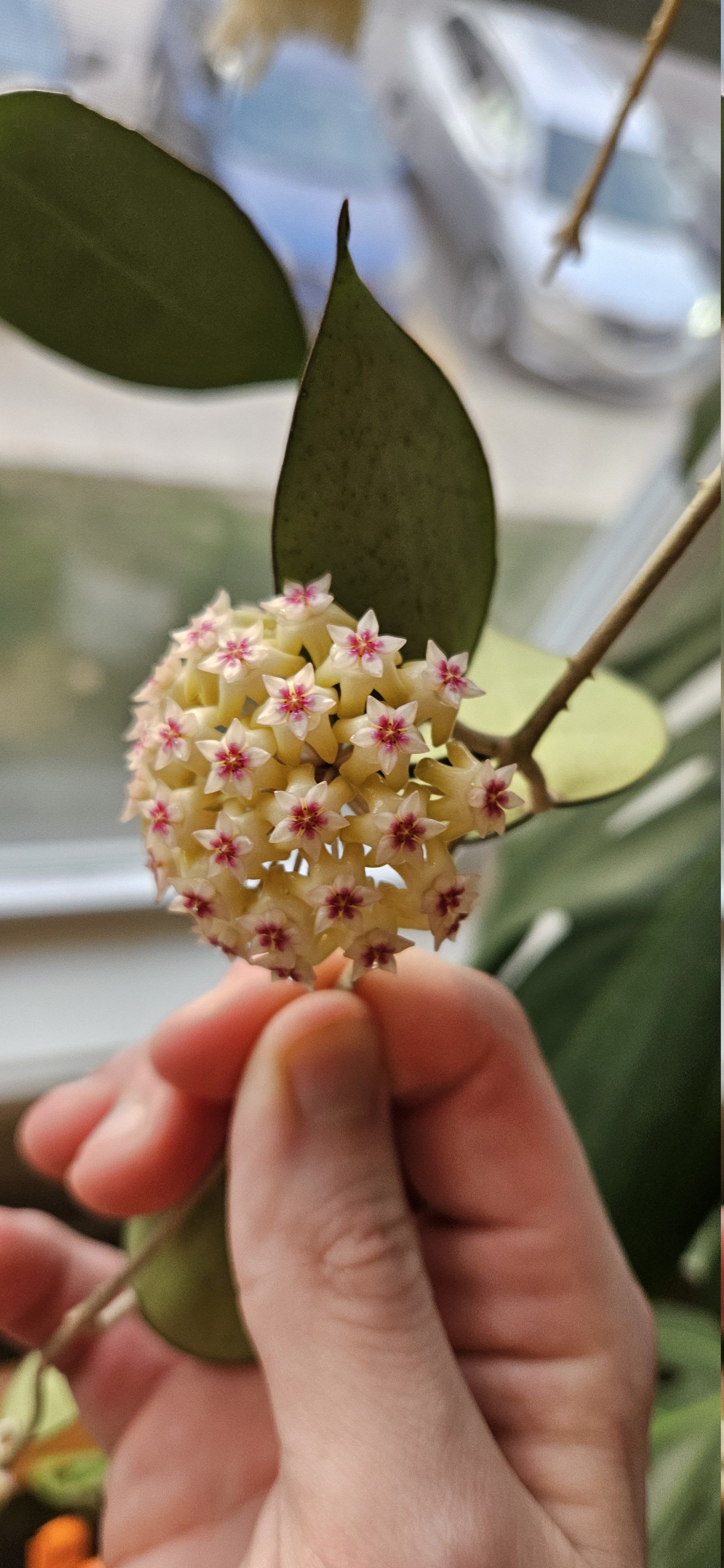 Related image of Hoya Parasitica