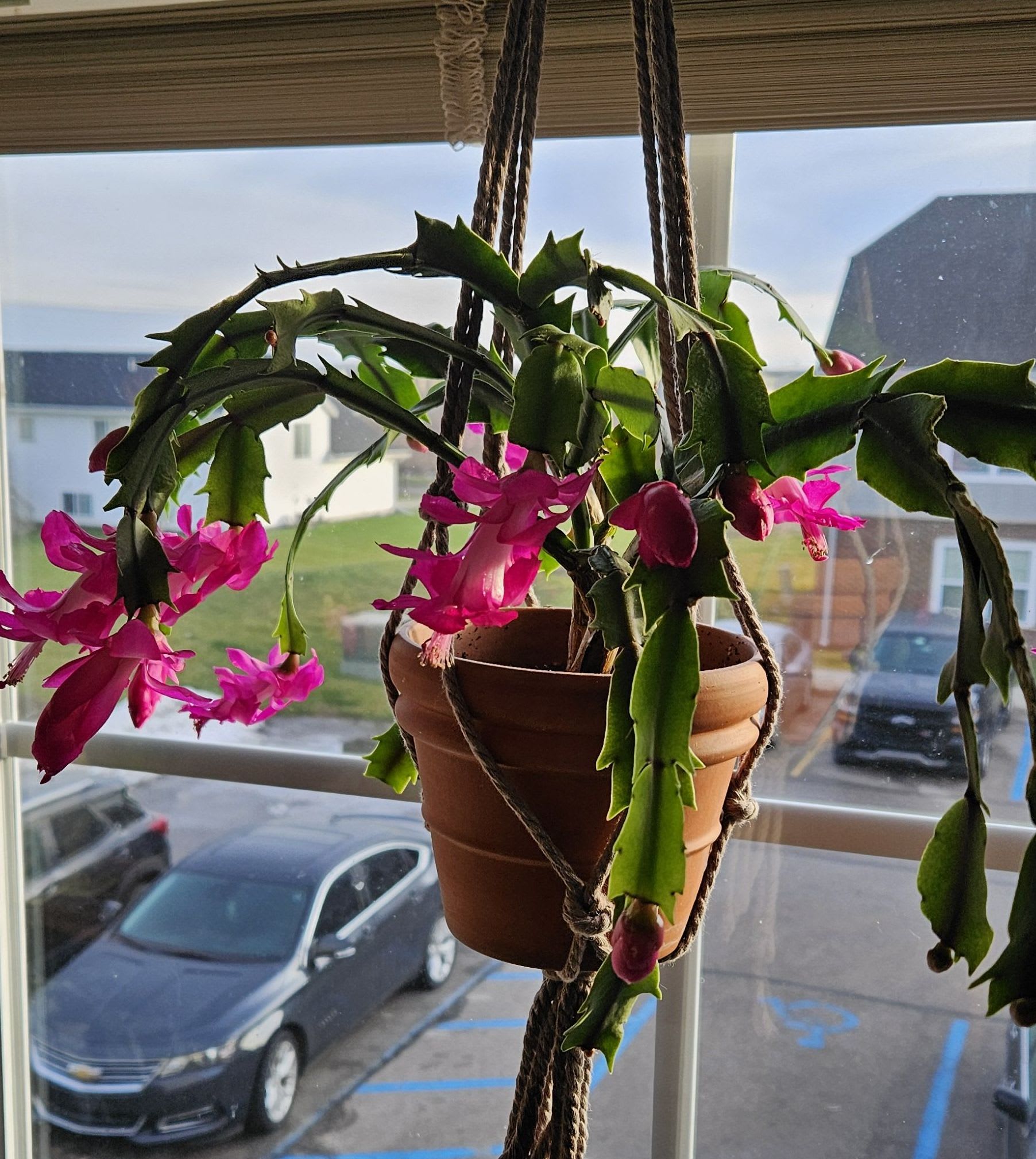 Image of the Schlumbergera Truncata plant