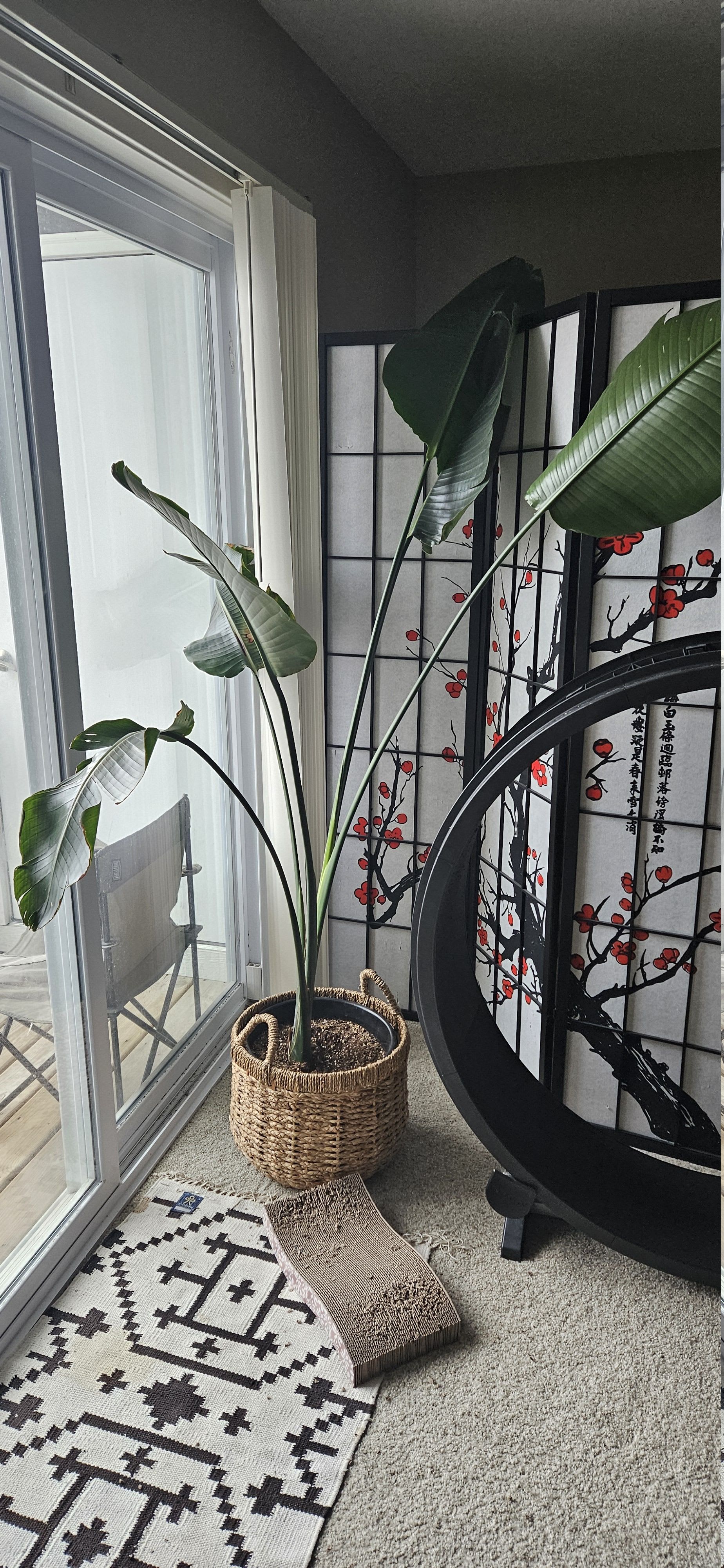 Related image of Strelitzia Reginae