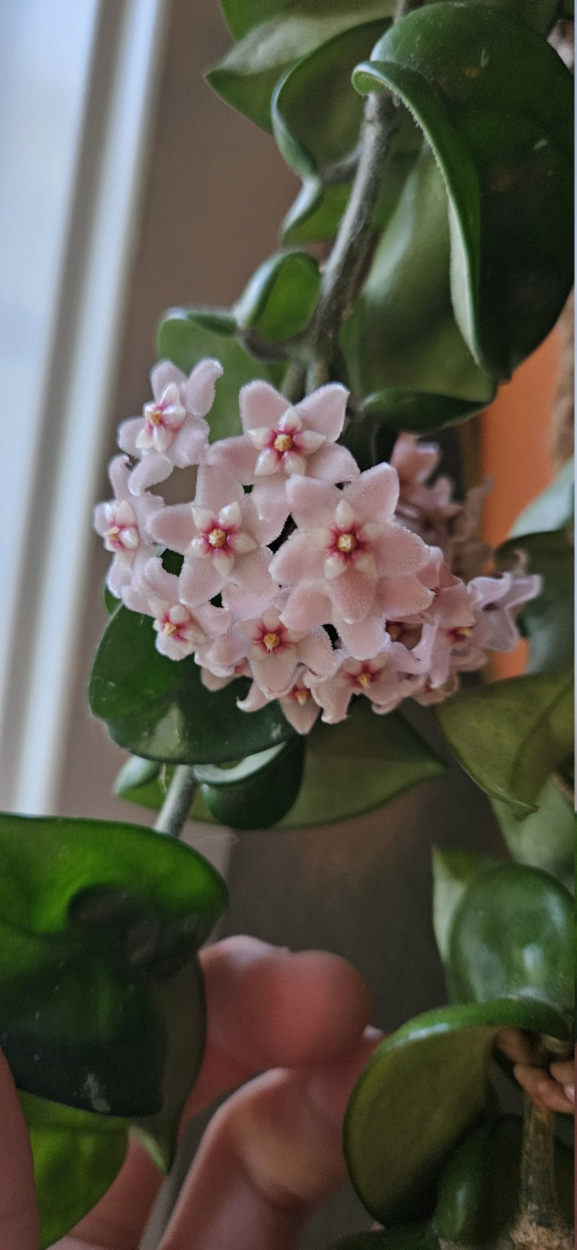 Related image of Hoya Carnosa Compacta