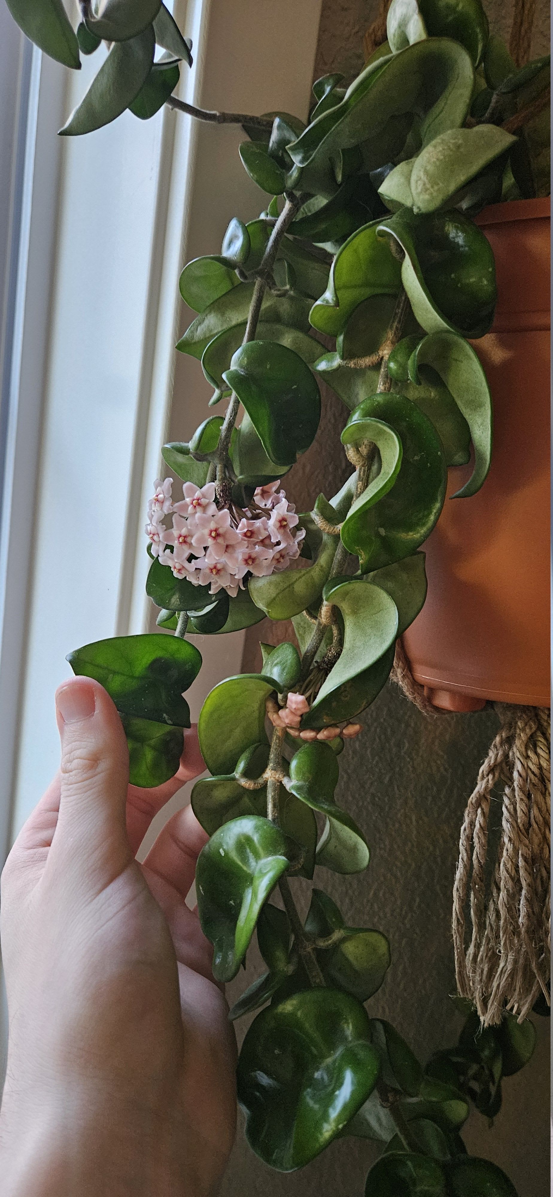 Related image of Hoya Carnosa Compacta
