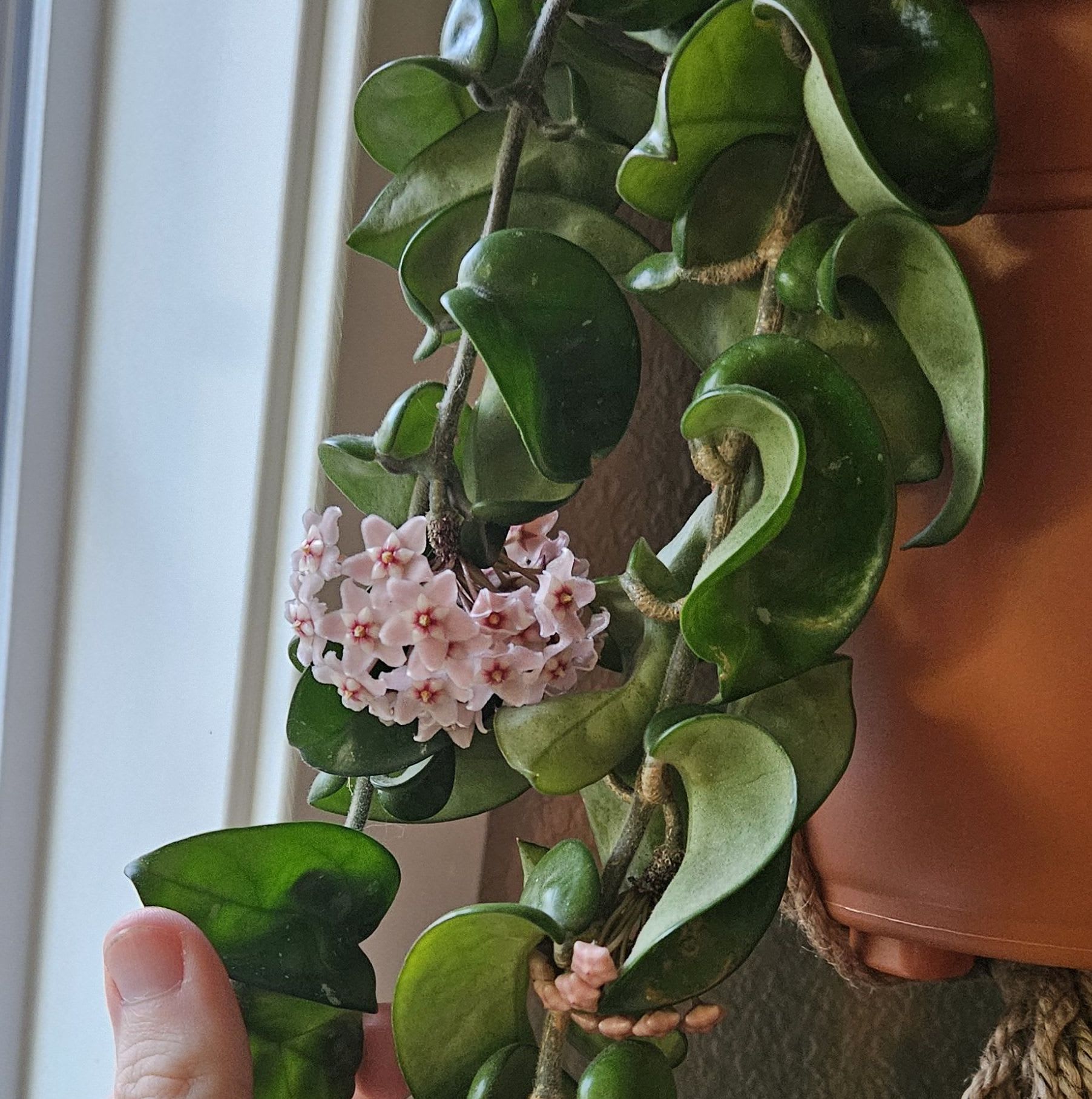 Image of the Hoya Carnosa Compacta plant