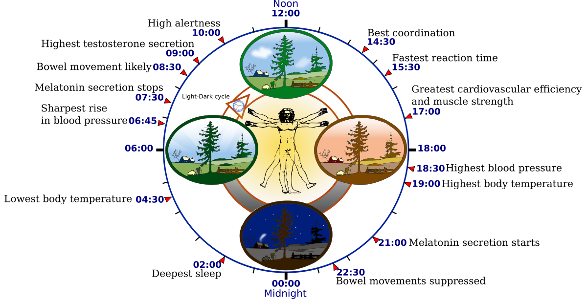 Circadian Clock And Sleep Cycles - AAPMD Circadian Clock And Sleep Cycles - AAPMD