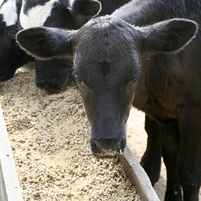 Antibiotic use in animal feed