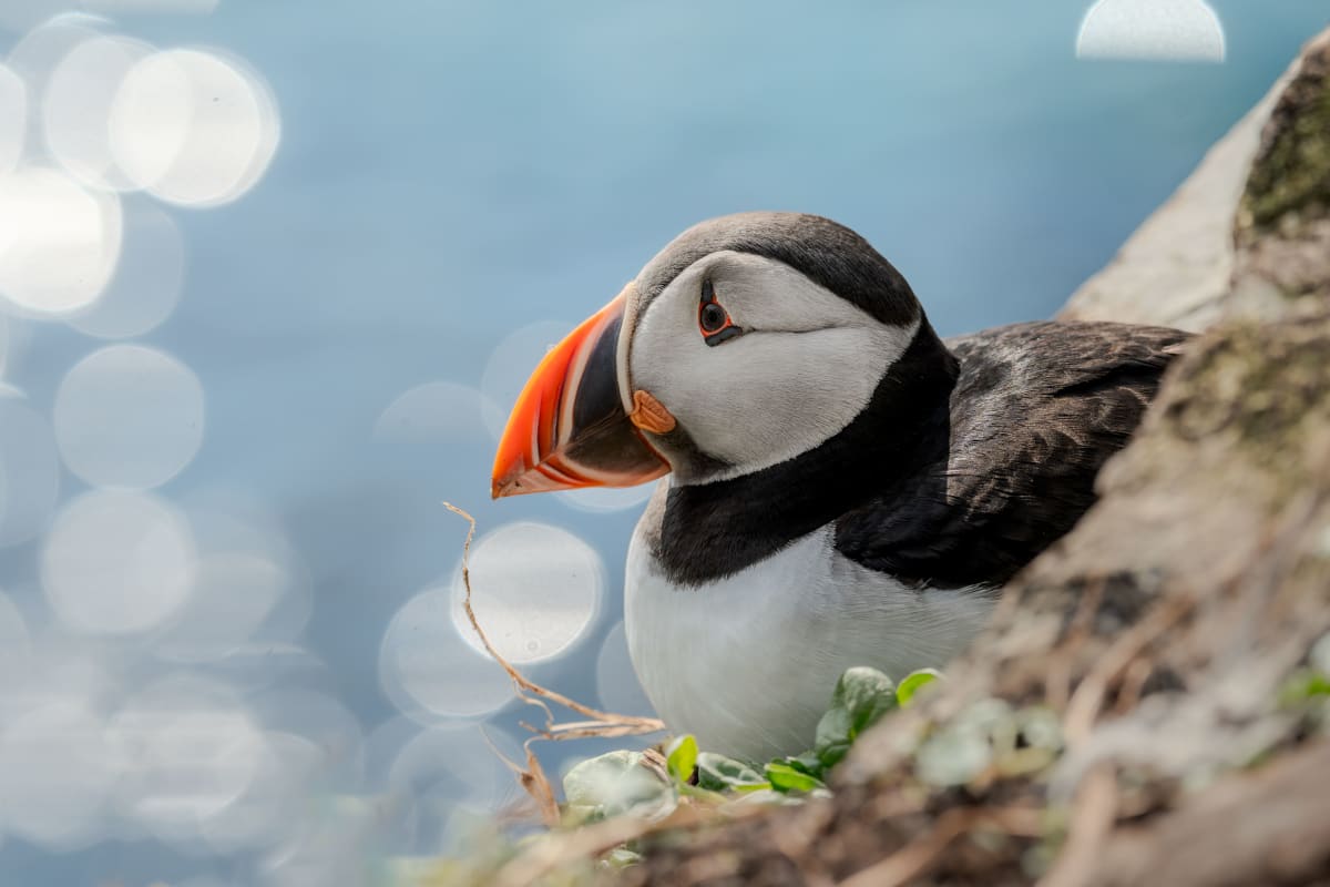 Portrait of a puffin, sitting in outside of its burrow, overlooking a bright aqua sea full of bokeh, photographed from the side. It's a really bright and sunny day, and the picture has light and vibrant colors, with a lot of feather detail.