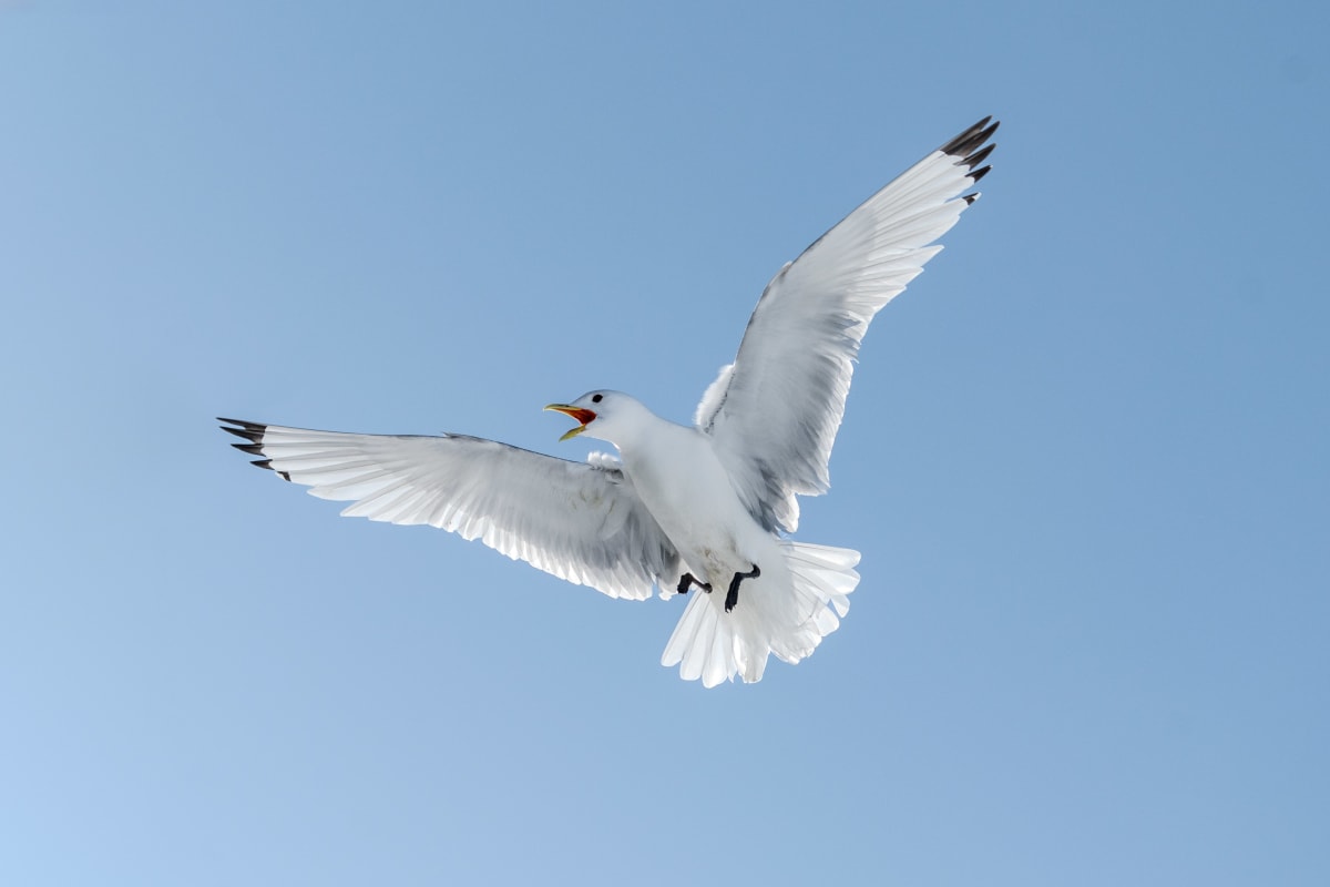 Black-legged kittiwake preparing for landing on the kittiwake hotel. The kittiwake is positioned directly above the camera, against a light bright blue sky, white wings spread out, black legs sticking out for landing, and beak wide open while shouting at their partner on the nest.