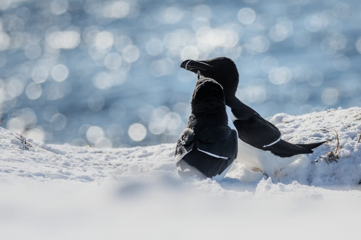 Two razorbills cuddling together in the snow, with a bright aqua sea in the background. The background is out of focus with a lot of bokeh, and the snow in the foreground creates a white haze. The razorbills are small black and white auks, and have a white vertical and horizontal line on their beak.