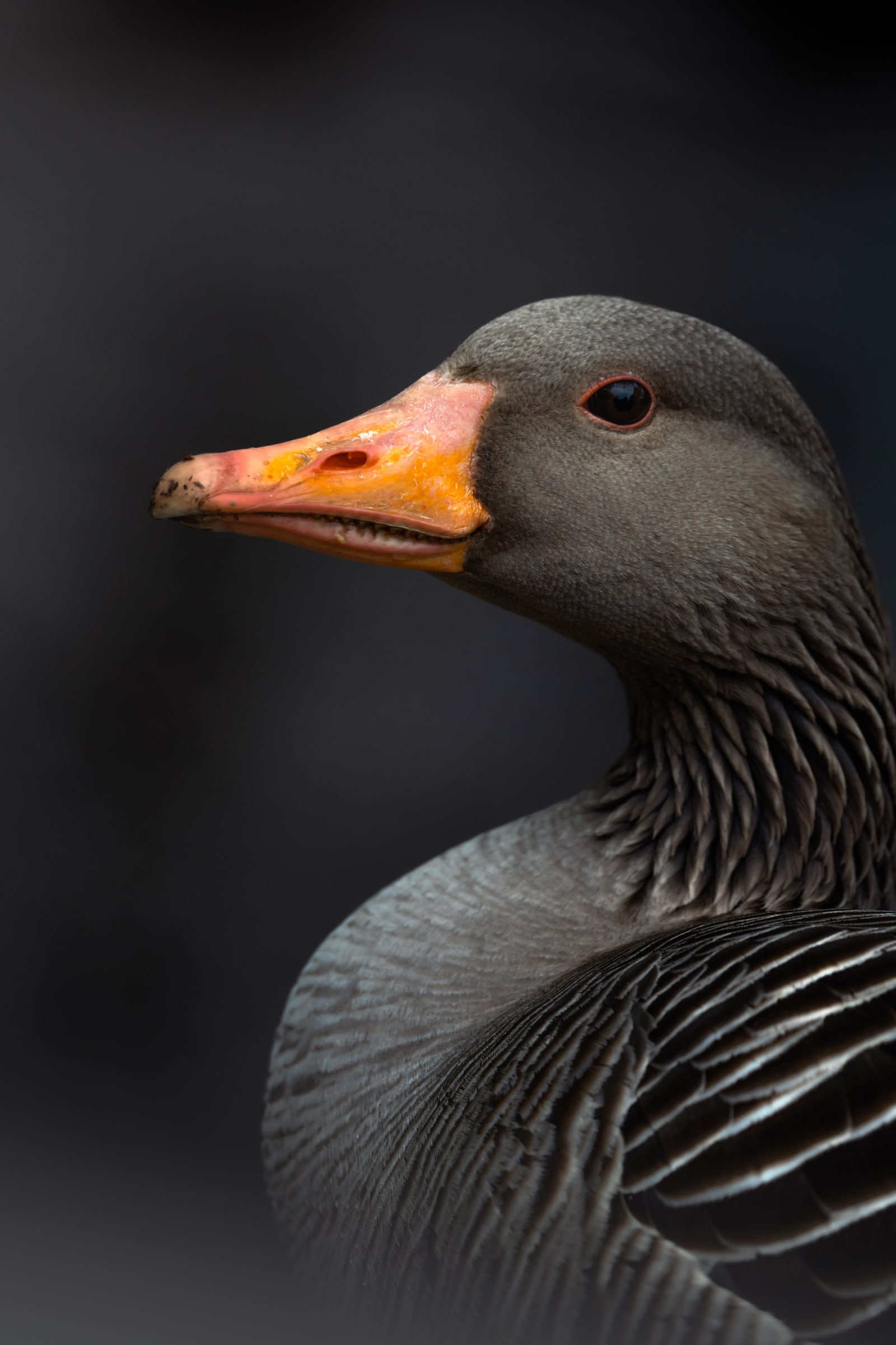 Portrait of a greylag goose, from the chest upwards, in portrait format. The greylag has a gray body with black and white stripes, an orange beak, and an orange circle around the eye. The background is out of focus, but the goose is very sharp.