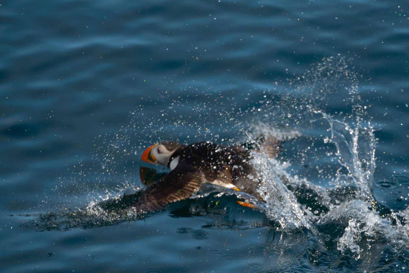 Atlantic puffin taking off from the water, being completely flat against the water, wings stretched out