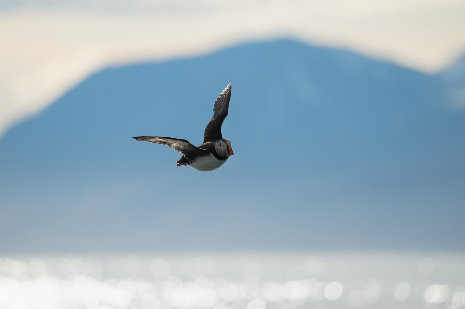 Atlantic puffin in flight, with the mountains in the background.