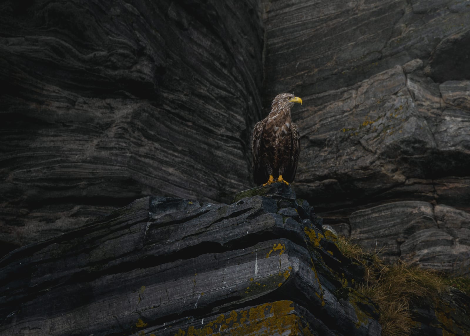 White-tailed eagle sitting on a rock, in front of other rocks. The rocks are gray, with horizontal stripes in a different gray, yellow lichen, and some dry grass here and there. The eagle is brown/white speckled with a yellow beak and feet, and blends in excellently with his environment.