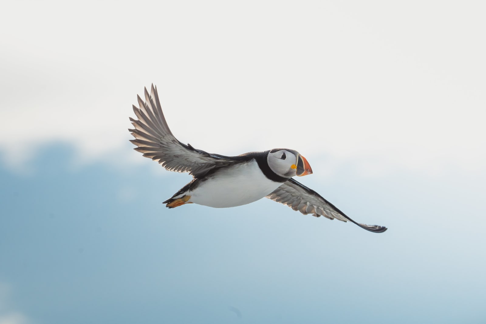 Atlantic puffin in flight. It's a bright picture, with a bright blue sky, that has a white cloud creating a diagonal top-left-to-bottom-right line. In the middle of the frame there's the puffin with its wings stretched out, following the same diagonal line as the couds.