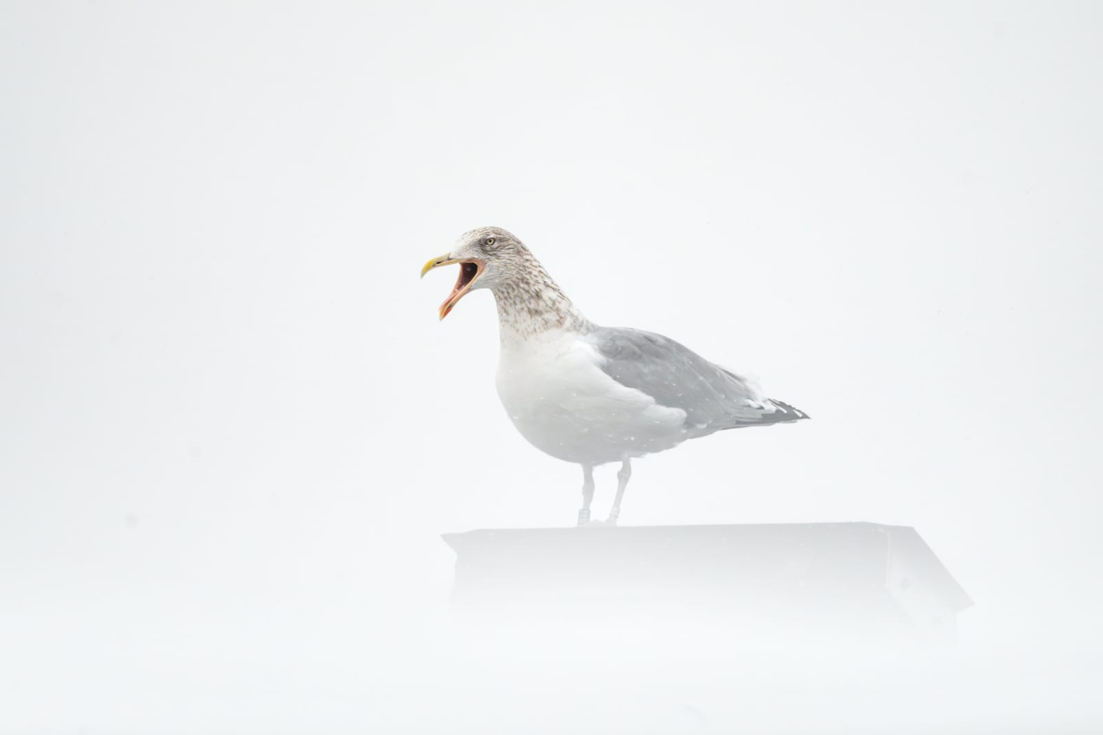 Adult herring gull in winter plummage, standing on a chimney, surrounded by snow.