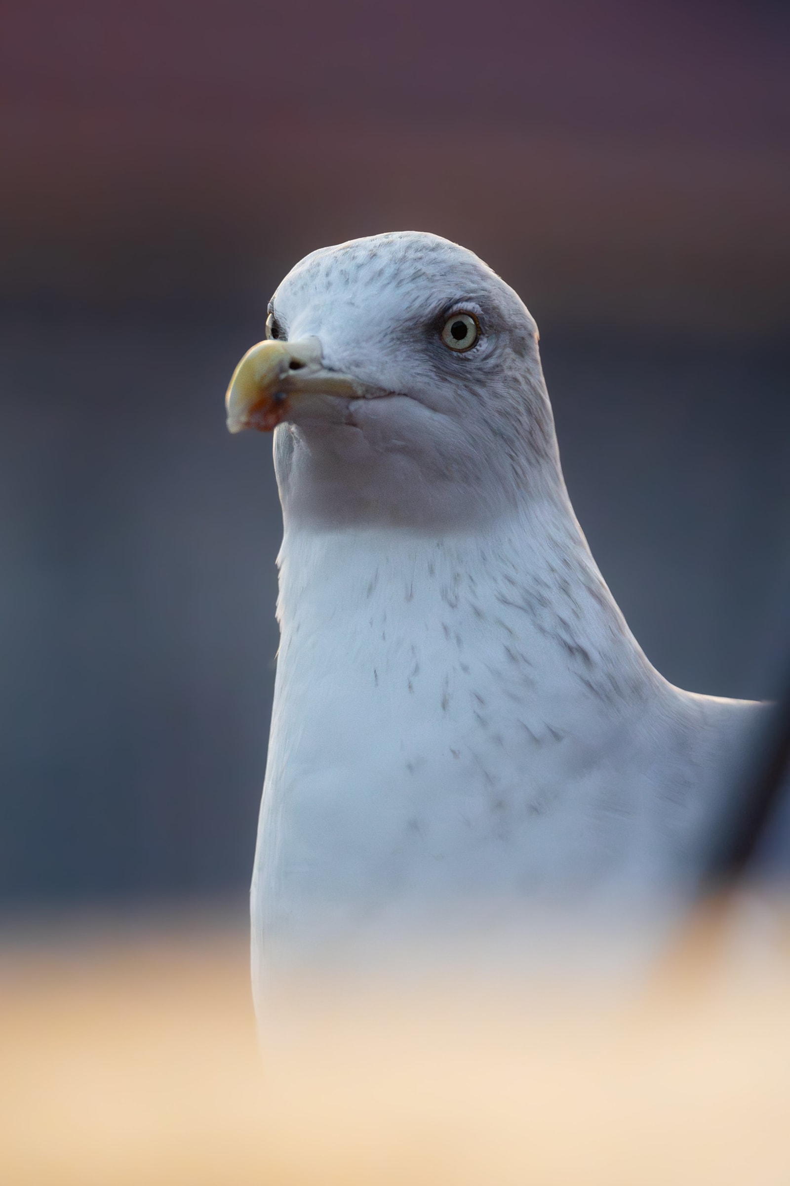 Adult herring gull in winter plummage. In the background there's a pink/red to gray gradient (out of focus house), in the foreground there's gold reflection from something, and the gull is outlined by gold late afternoon light.