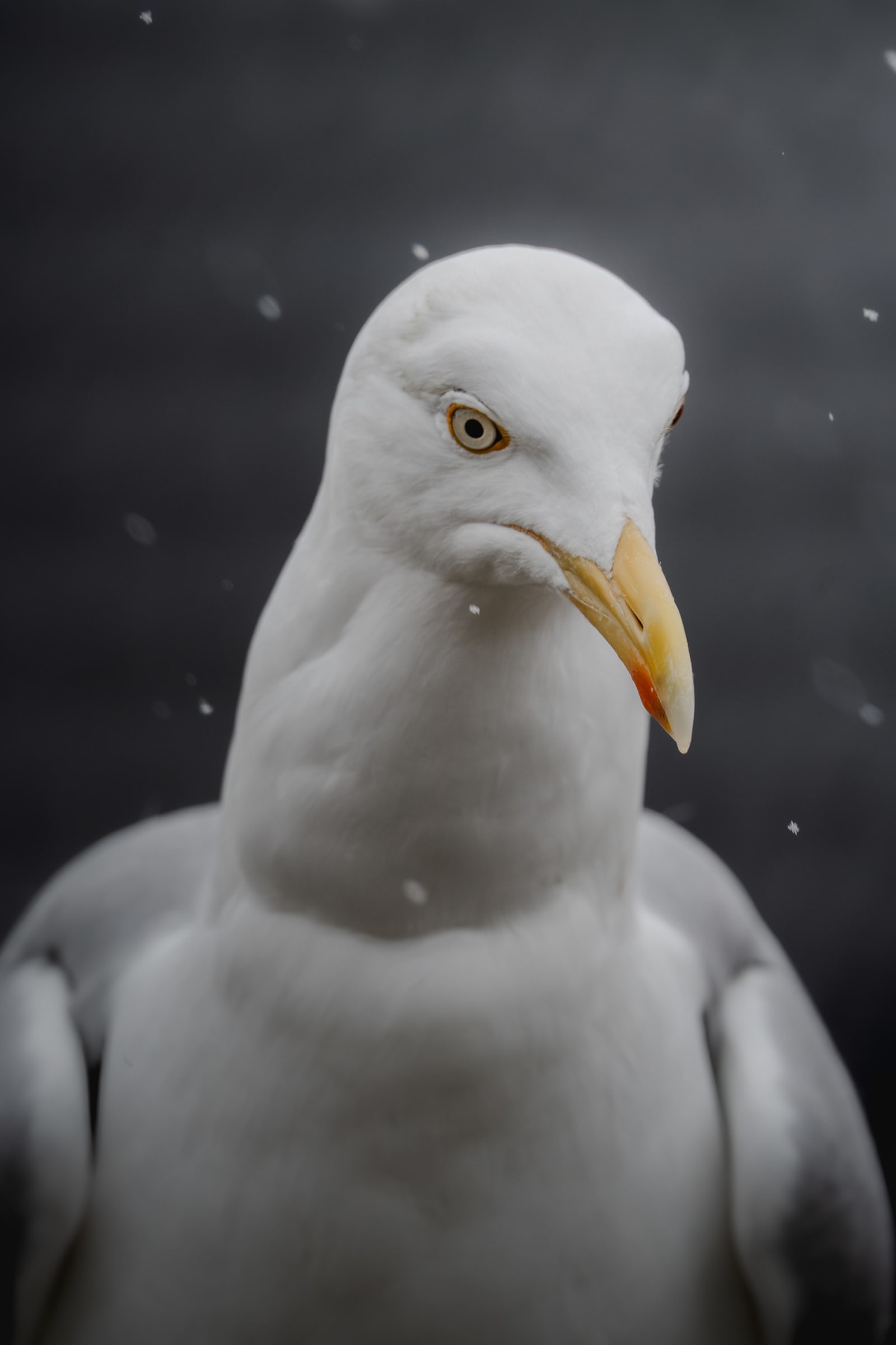 Adult herring gull in breeding plummage, looking at the camera, with snow falling around her.