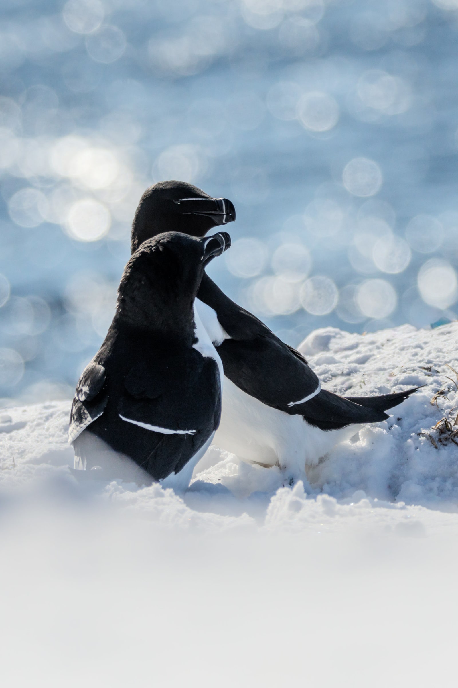 Two razorbills cuddling together in the snow, with a bright aqua sea in the background. The background is out of focus with a lot of bokeh, and the snow in the foreground creates a white haze. The razorbills are small black and white auks, and have a white vertical and horizontal line on their beak.