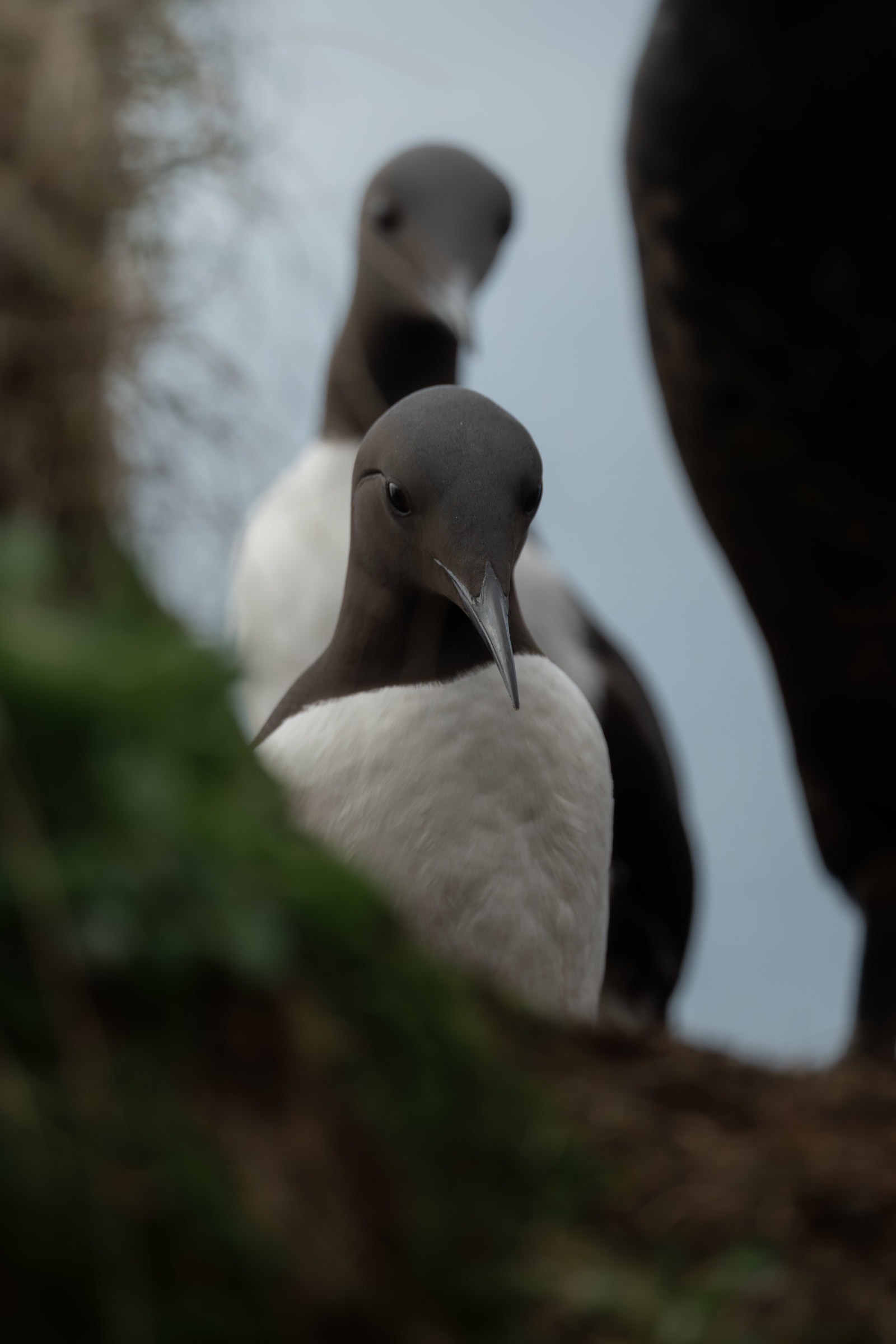 Portrait of a common murre. In the foreground there's a muddy hill, and behind the main murre there's another one that's out of focus.