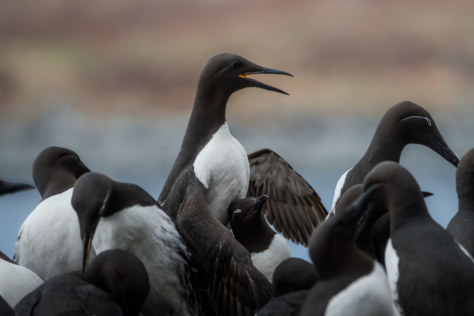 Group of 10-15 murres tightly standing together on the side of a cliff, with the ocean in the background. The two murres in the middle are mounting eachother.