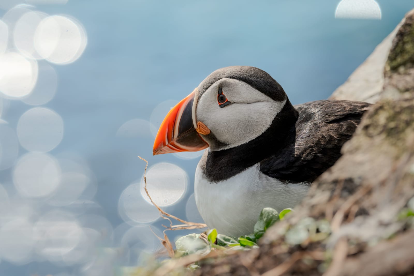 Portrait of a puffin, sitting in outside of its burrow, overlooking a bright aqua sea full of bokeh, photographed from the side. It's a really bright and sunny day, and the picture has light and vibrant colors, with a lot of feather detail.