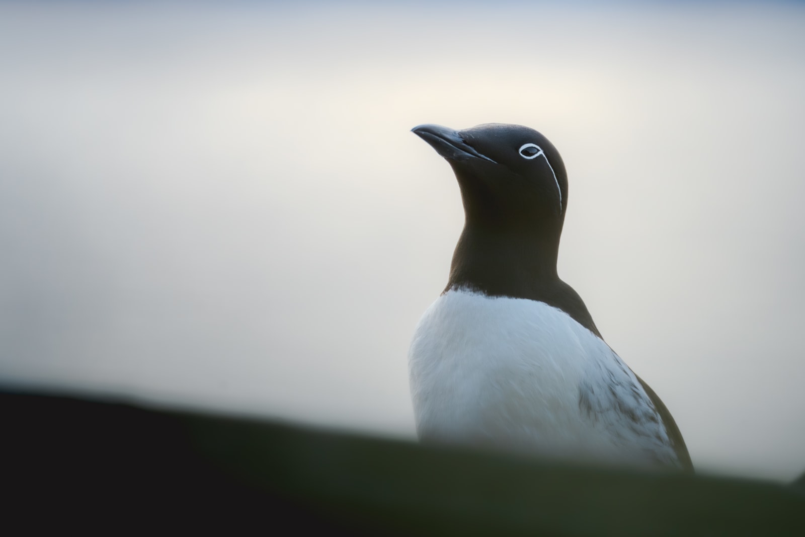 Portrait of a bridled common murre. In the foreground there's a green out of focus mossy rock, the background is the out  of focus ocean.