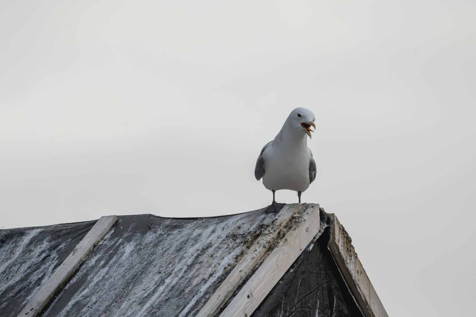 adult kittiwake standing on top of a gull-poop-covered roof, on an overcast day, looking towards the right of the frame and shouting at something off-camera, beak wide open with the tongue out.