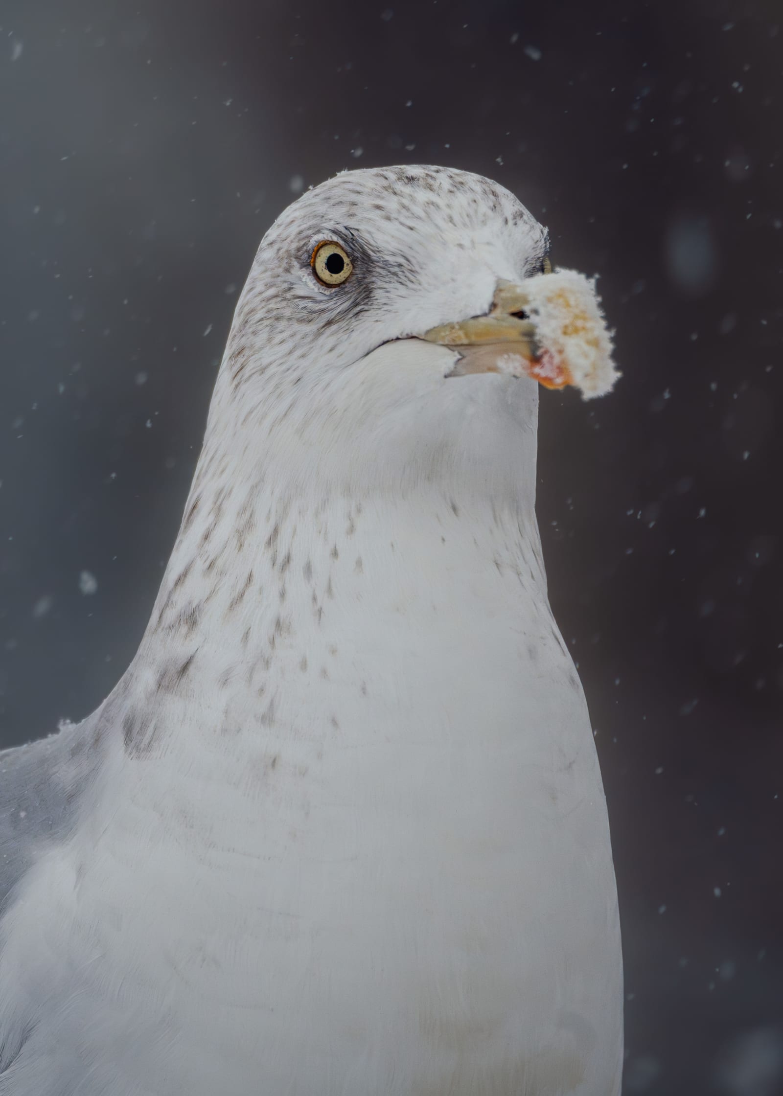 Portrait of a European Herring Gull in a snow storm. The picture is zoomed in on his face, the background is an out of focus hazy dark purple/gray, and there's snow falling around the gull. He's in adult winter plumage, white body with gray stripes on the head and around the eyes.