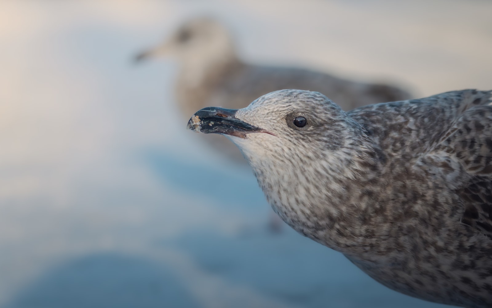 Young herring gull looking at the camera, while sticking out her neck straight forward. The background is covered in snow, and the picture is taken in golden light, creating nice golds and blues in the picture.