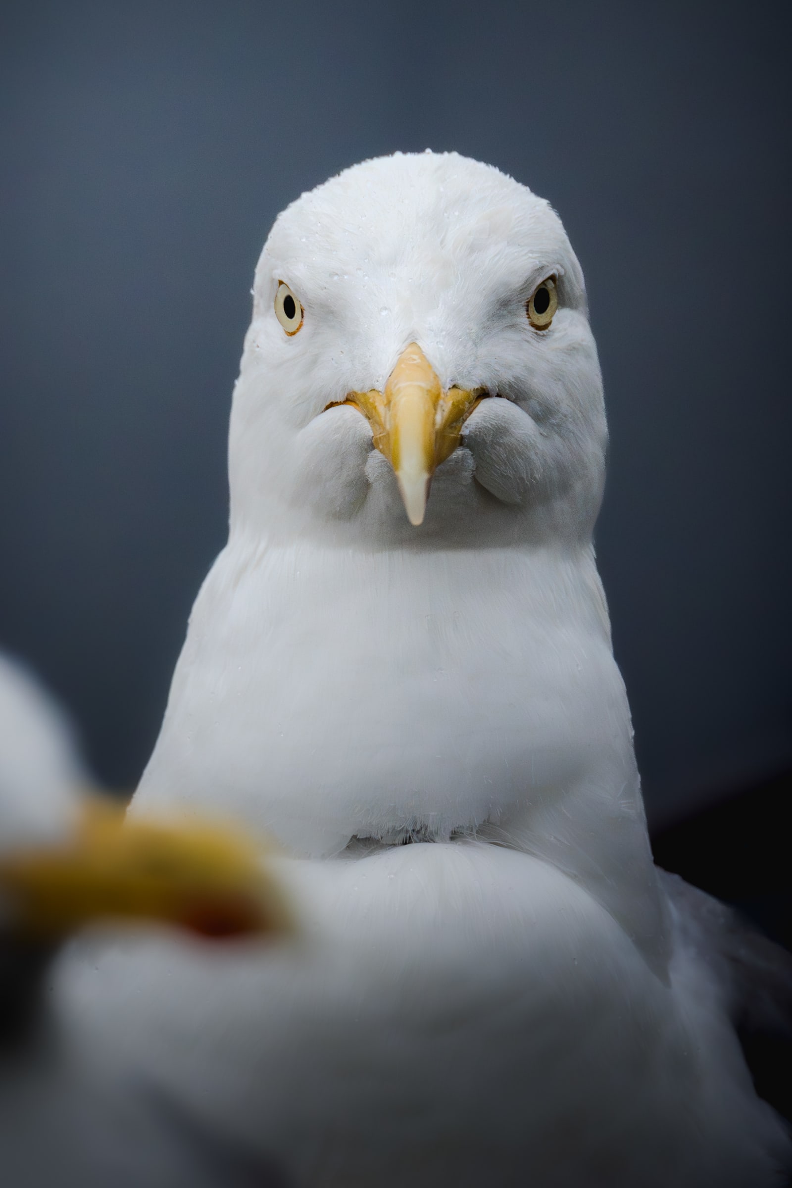 Adult herring gull looking straight at the camera, with a stern look on her face. Another gull is standing out of focus in front of her, and the background is a blue-ish out of focus color.