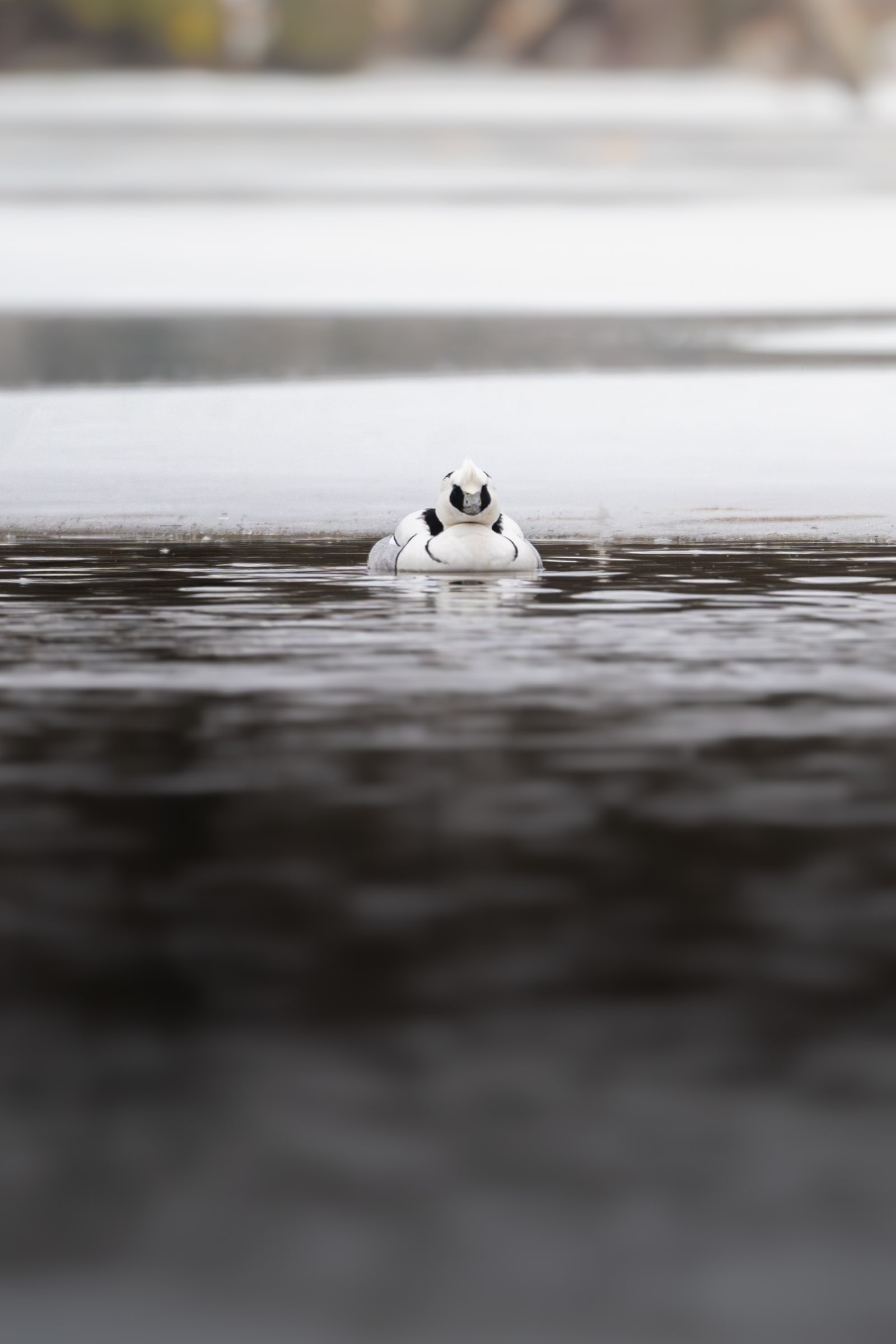 Small white duck with black eyes and black stripes on the body, swimming in dark gray water, with white ice in the background.