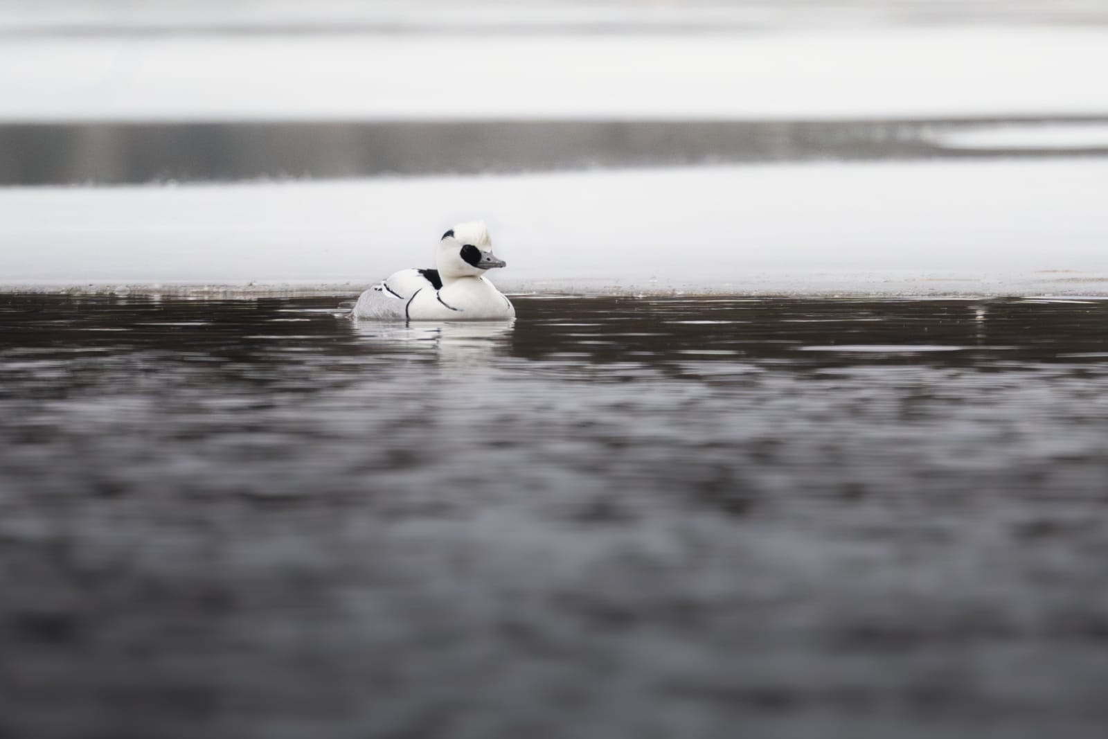 Small white duck with black eyes and black stripes on the body, swimming in dark gray water, with white ice in the background.