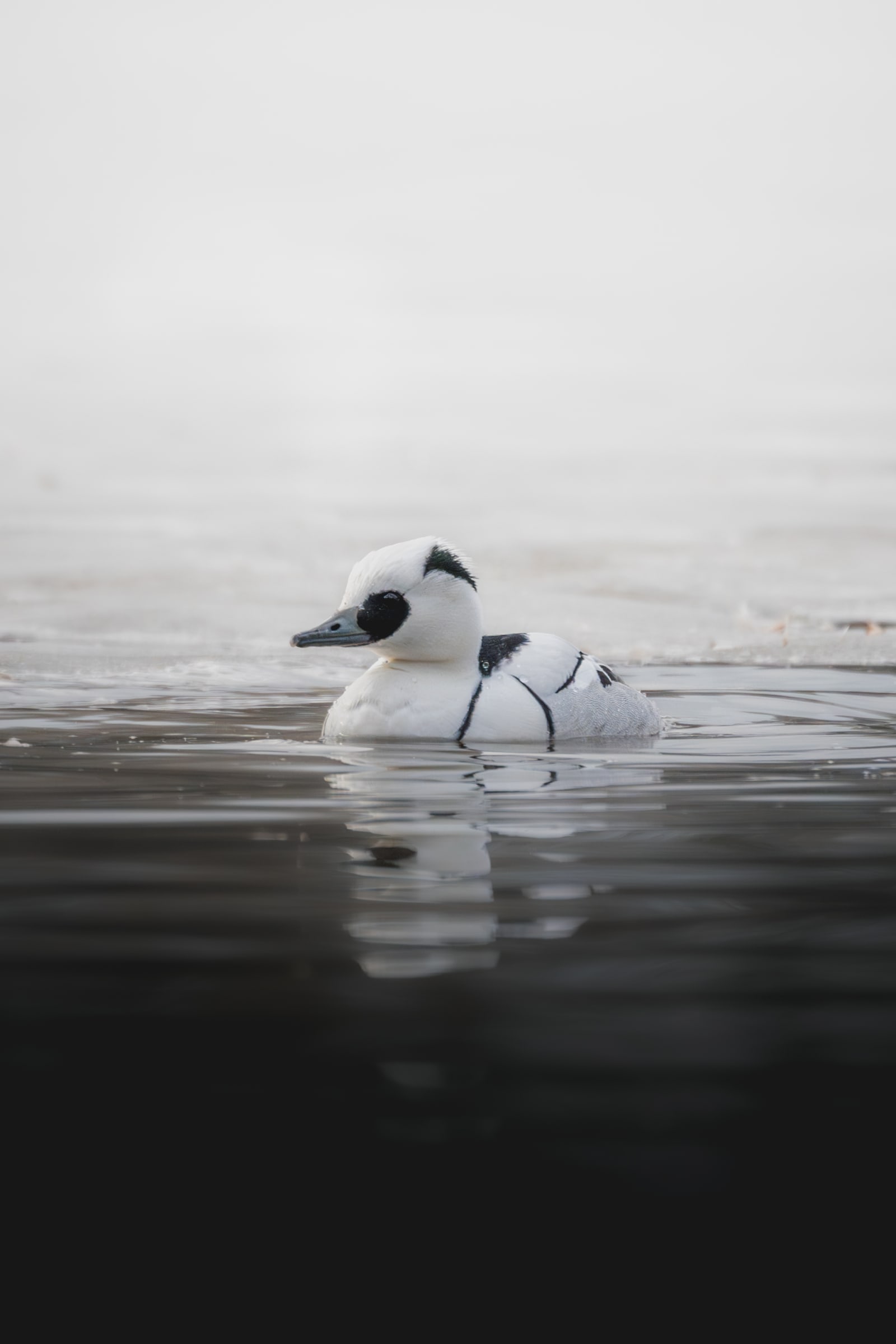 Small white duck with black eyes and black stripes on the body, swimming in dark gray water, with white ice in the background.